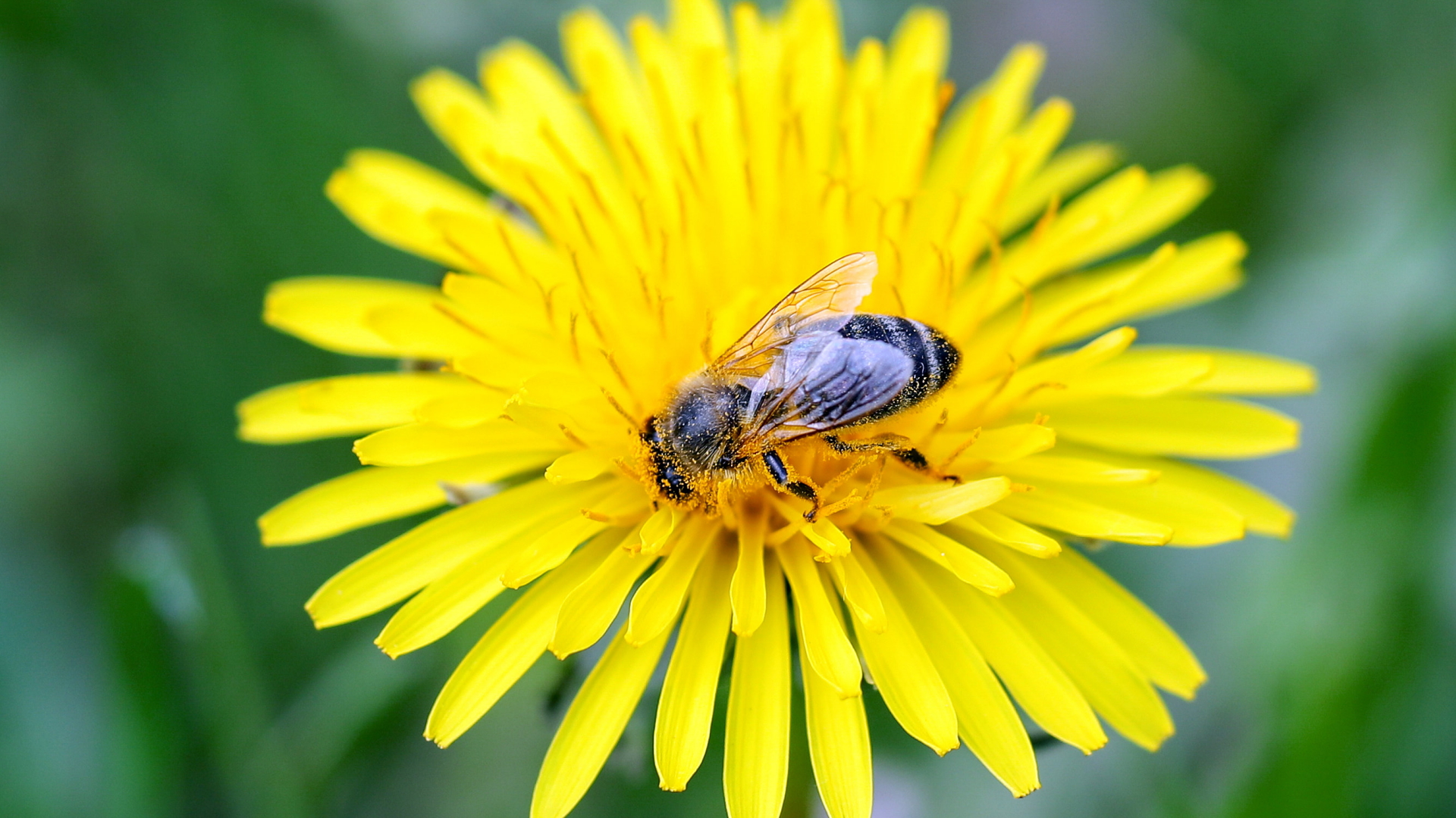 Eine Wildbiene auf einer Blüte. | dpa