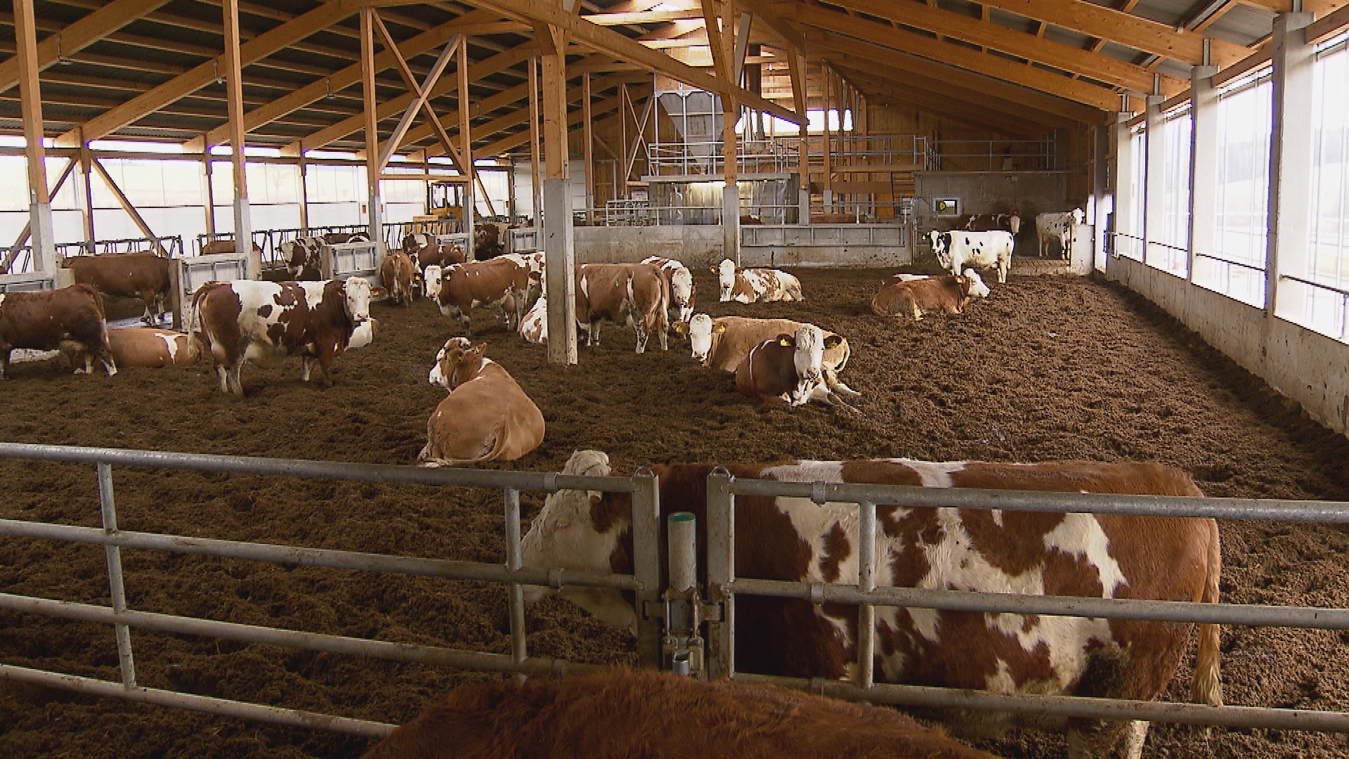 Kühe liegen in einem Stall auf einem Bio-Bauernhof | Barbara Fuß / BR