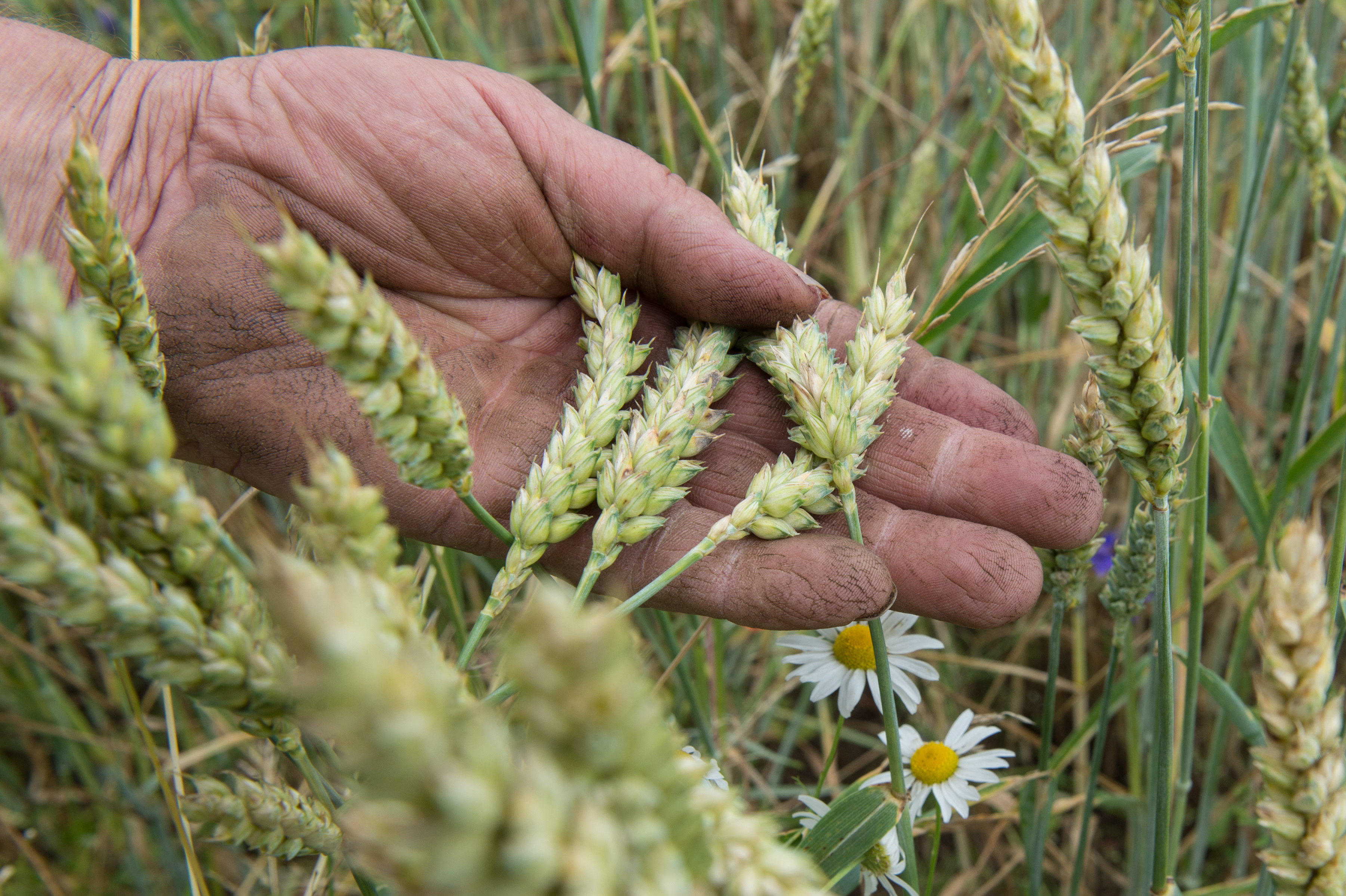 Eine Hand hält in einem Öko-Weizenfeld Bio-Weizenähren. | picture alliance / dpa