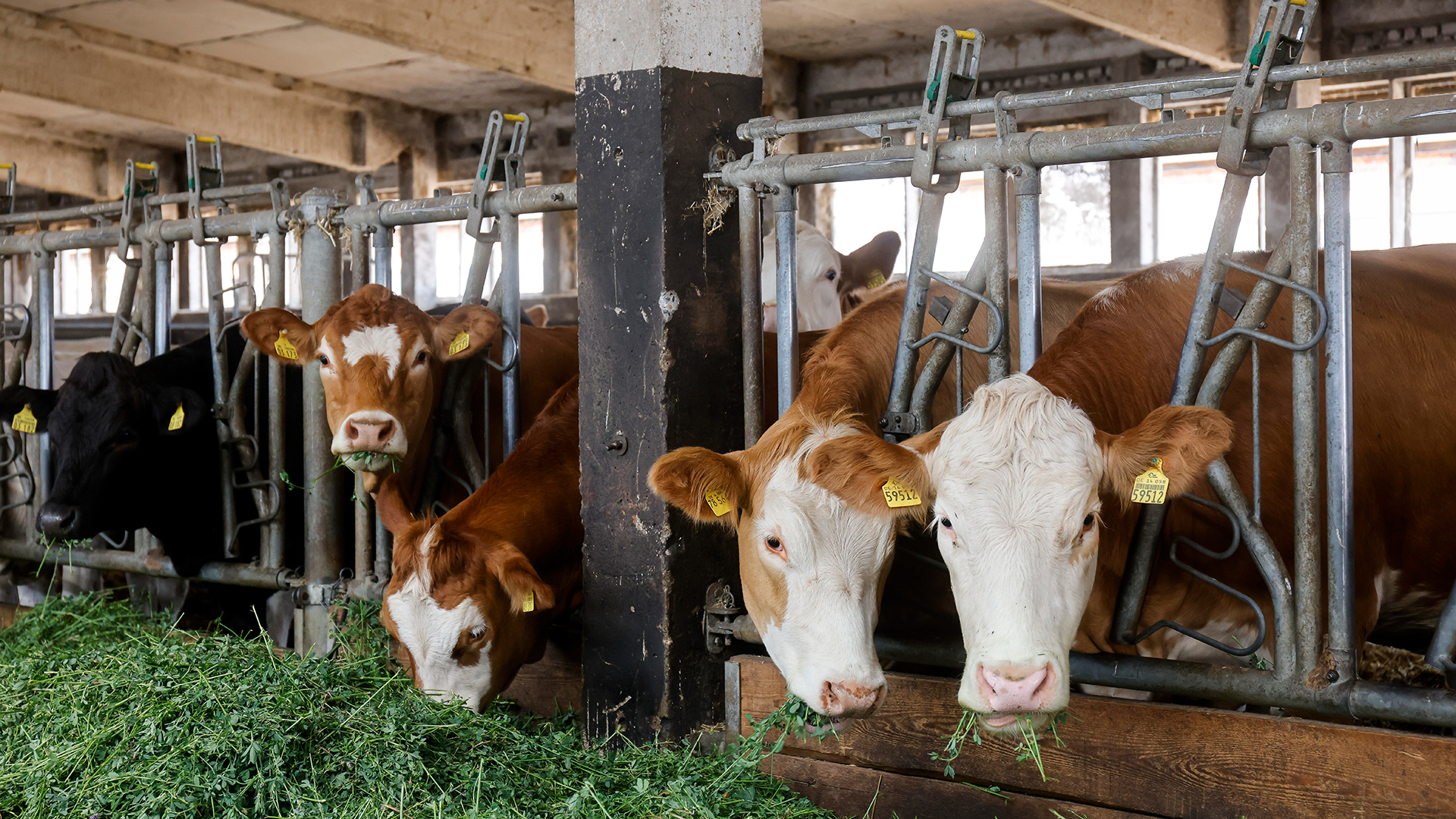 Kühe fressen Gras in einem Stall | picture alliance / Rupert Oberh