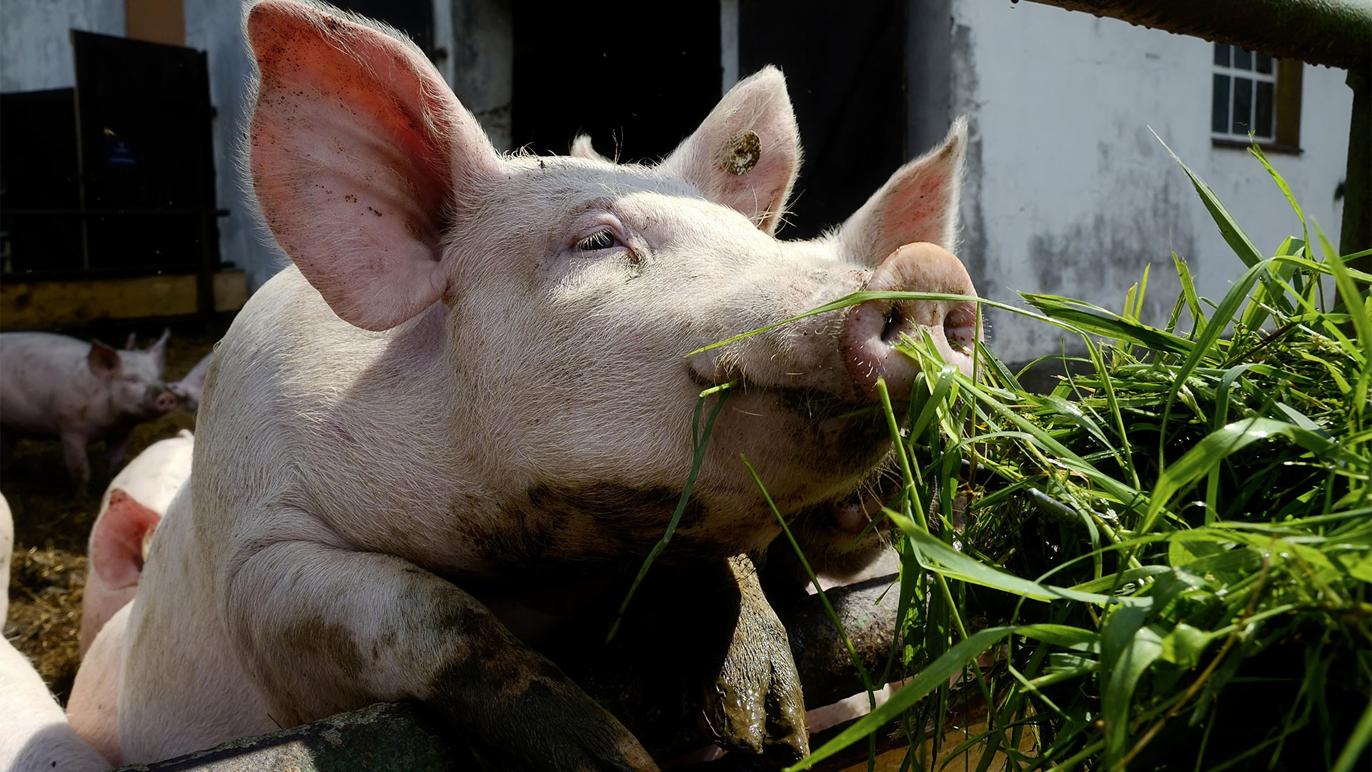 Hausschweine auf einem Biohof werden mit Grünfutter gefüttert | picture alliance / imageBROKER