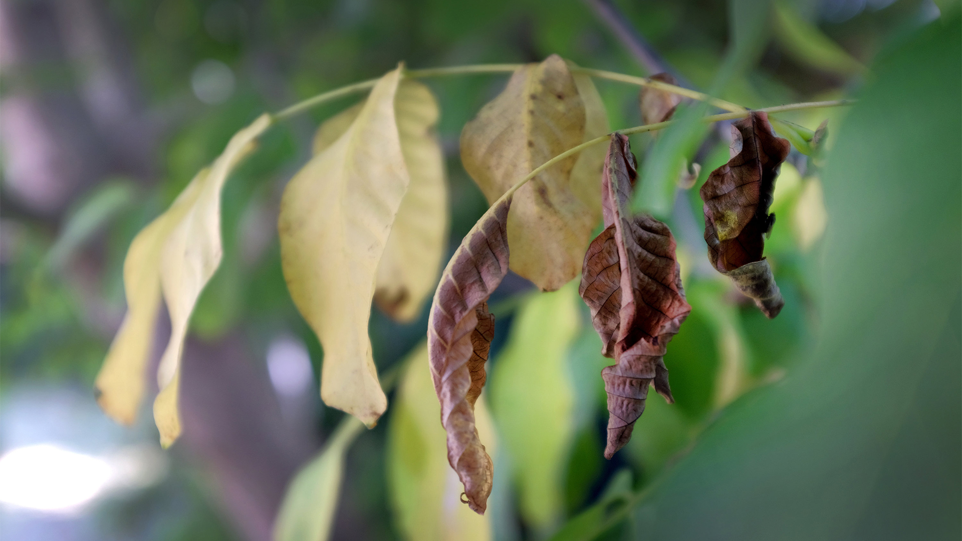 Vertrocknete Blätter hängen an einem Baum | dpa