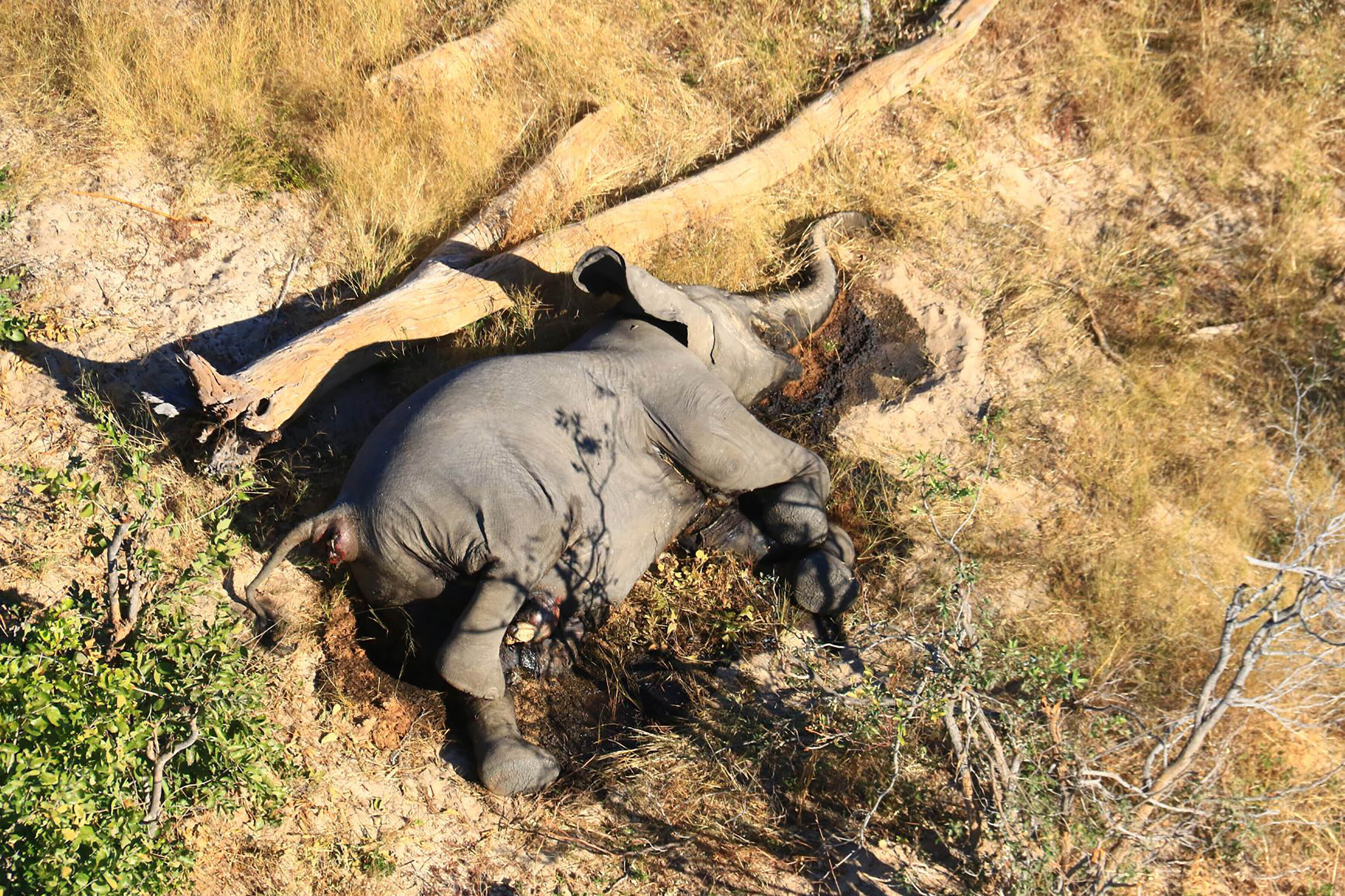 Ein toter Elefant im Busch im Okavango-Delta in Botswana. | AP