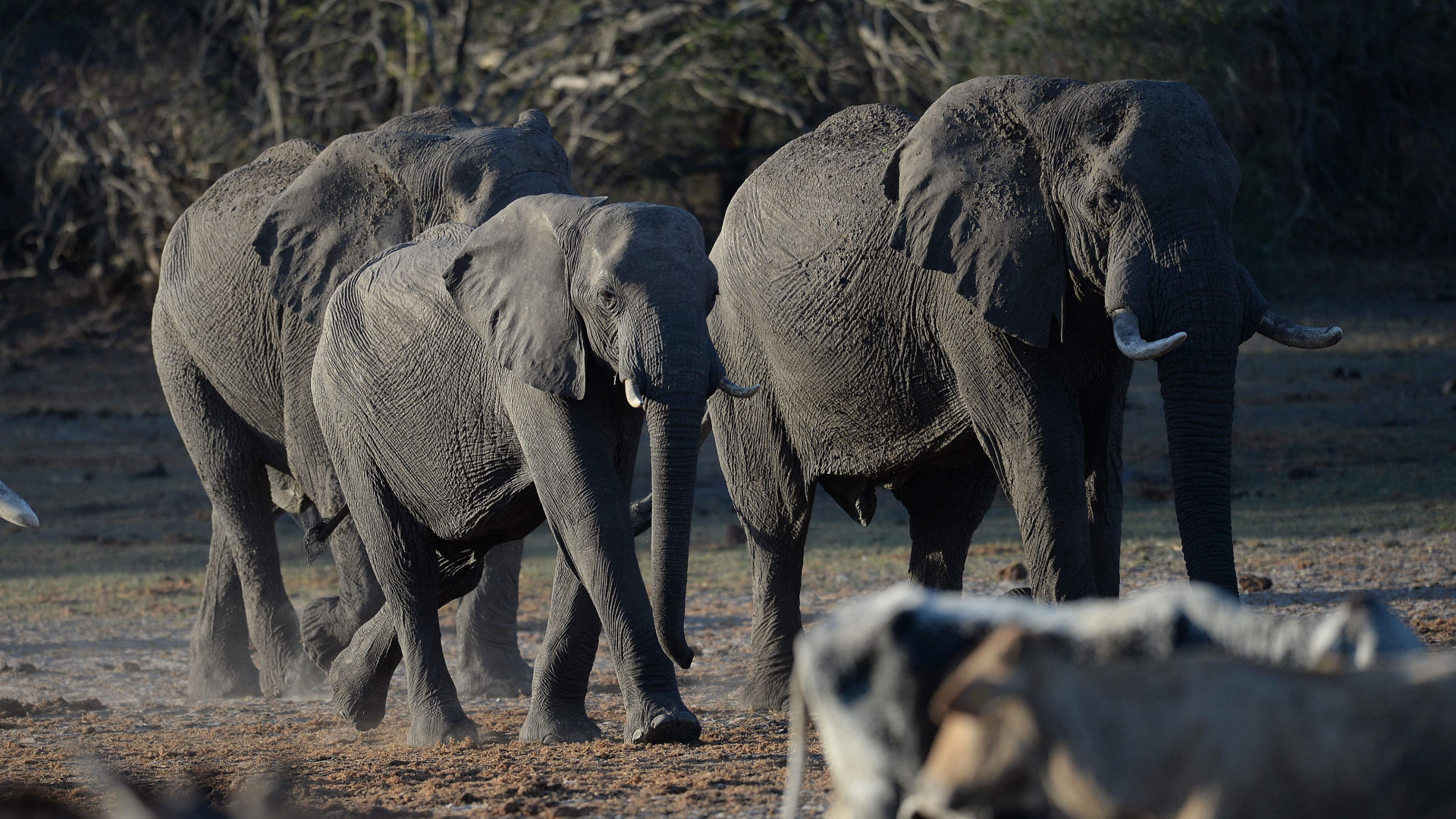 Eine Elefantenherde im Okavangodelta.
