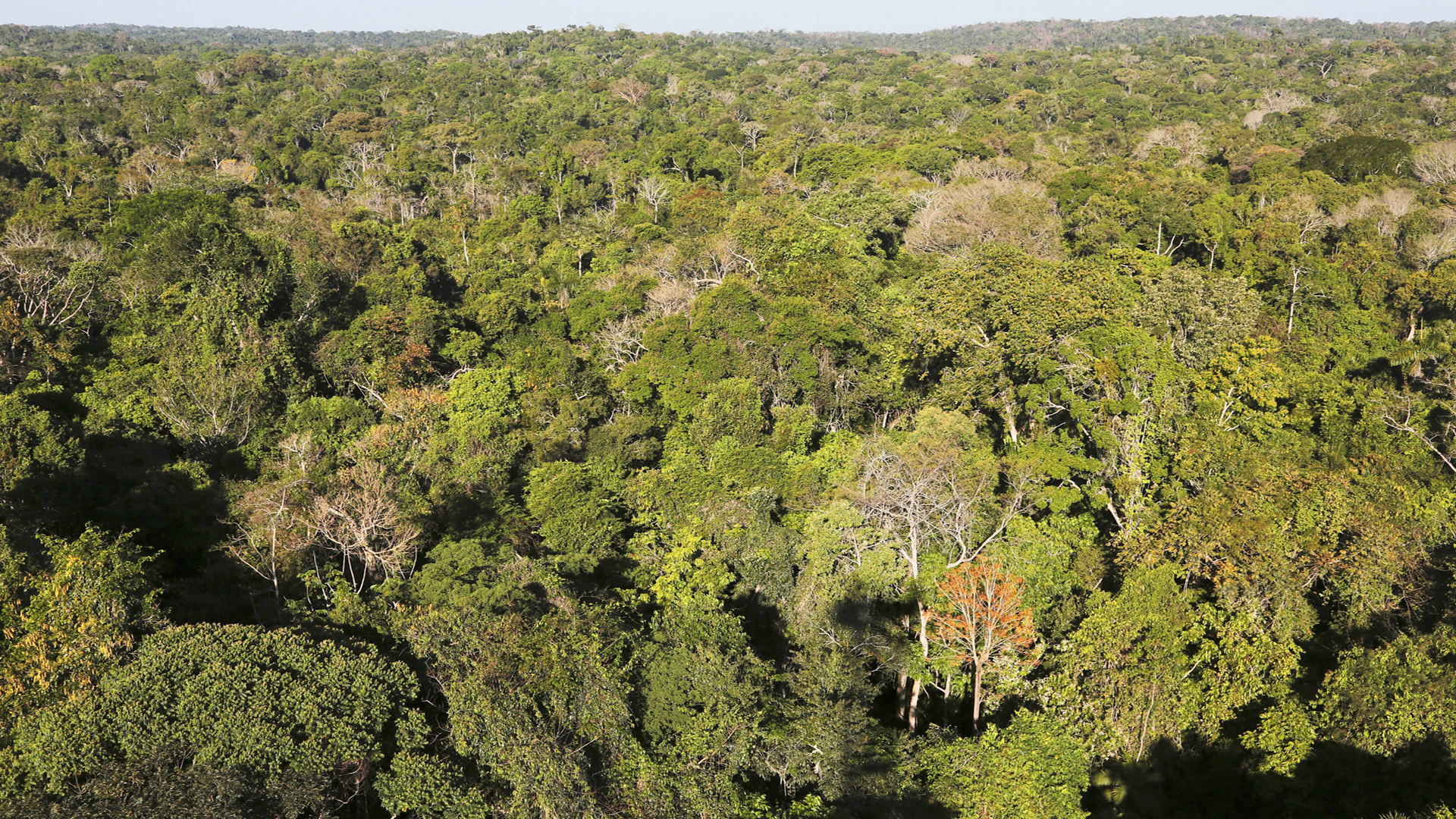 Temers Bergbau-Pläne im Amazonas vorerst gestoppt
