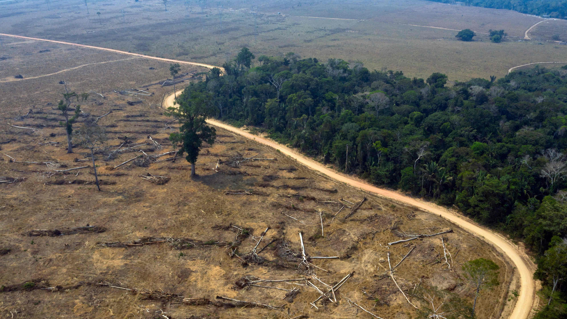 Ein niedergebrantes Waldstück im Amazonas-Gebiet in Brasilien. | AFP
