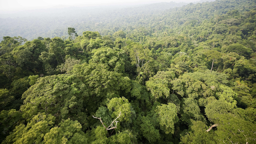 "Die Lunge der Welt": Der Schutz des Regenwaldes in Brasilien ist für Minister Müller gleichbedeutend mit Klimaschutz.