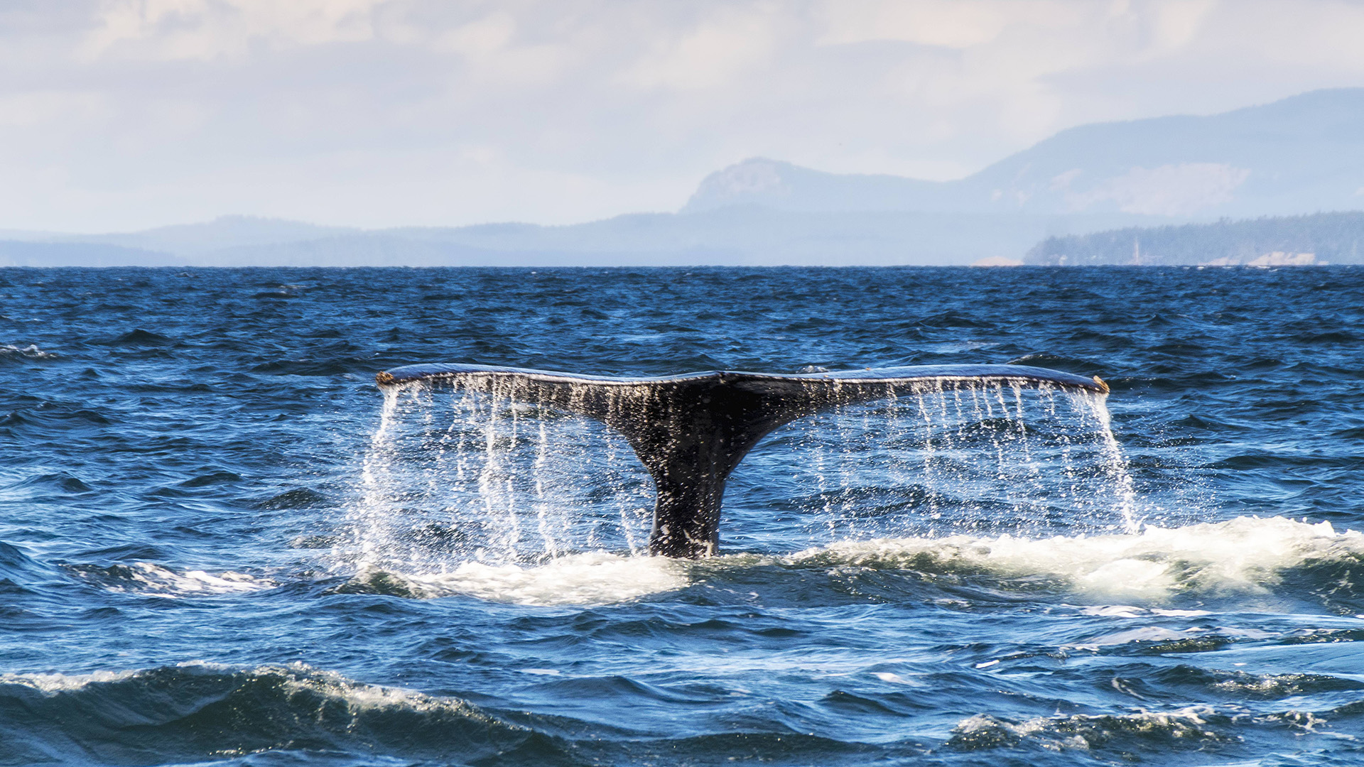 Ein Buckelwal vor der Küste von Kanada.