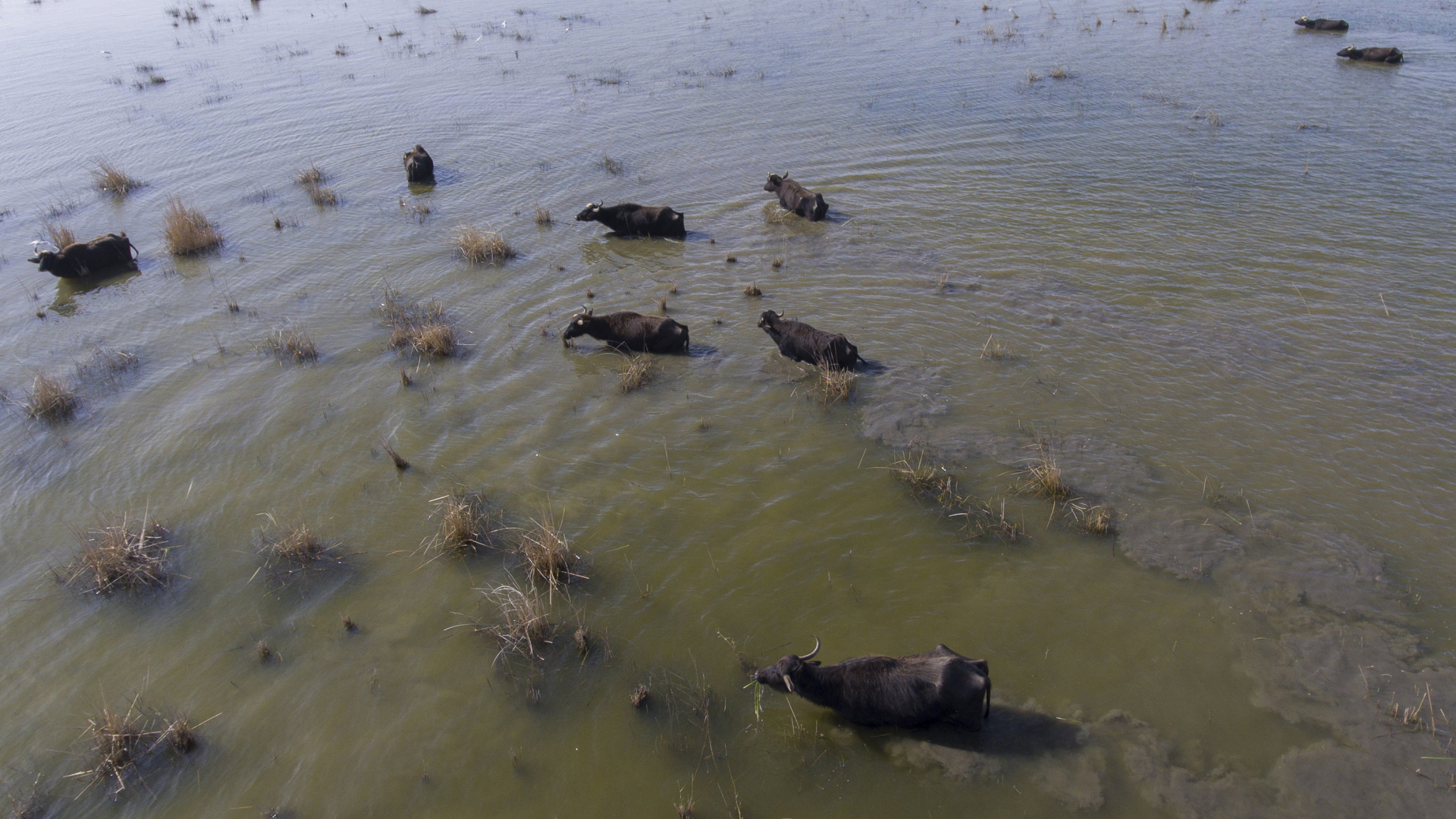 Wasserbüffel im Marschgebiet des Südirak | AP