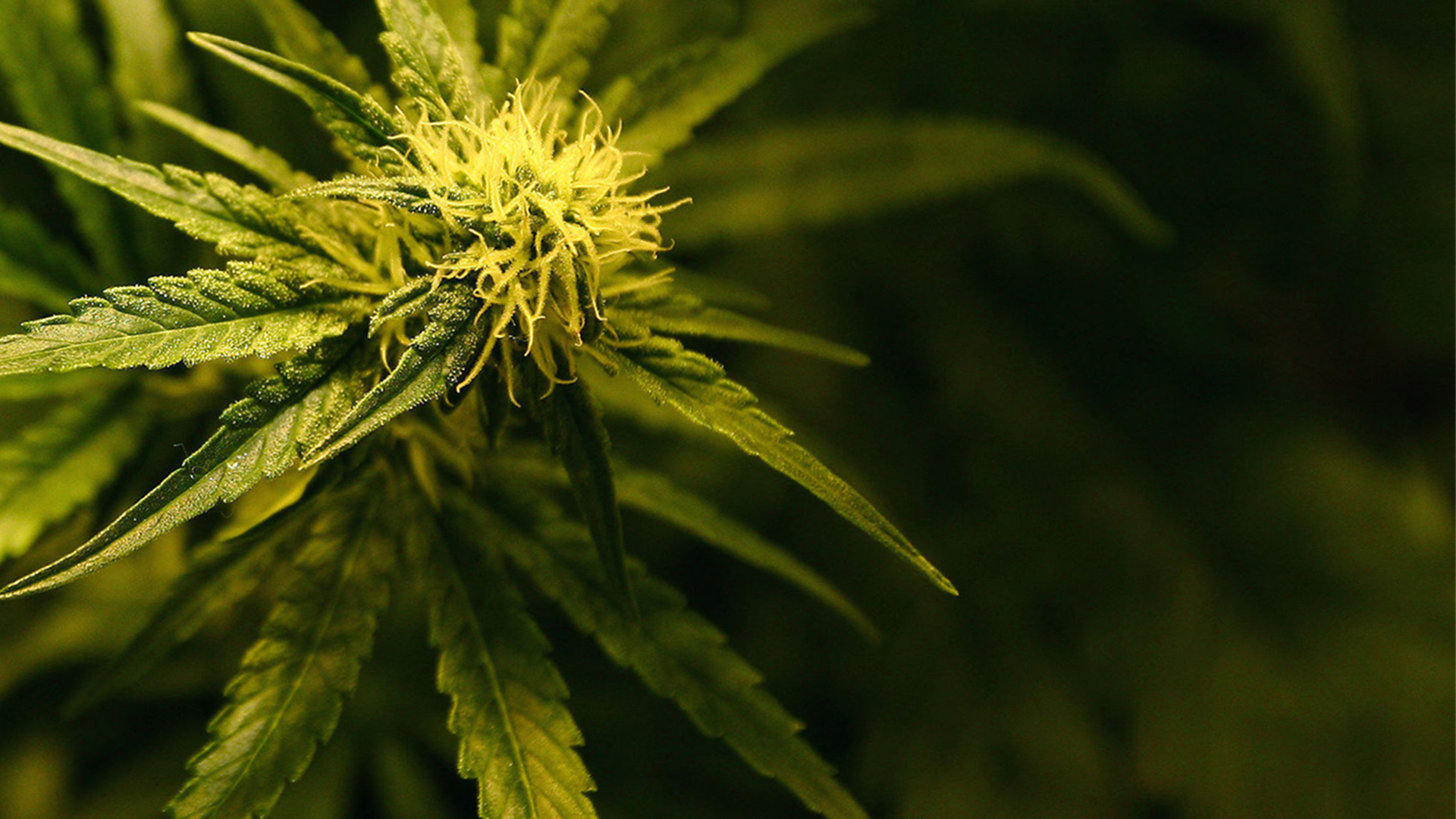 Cannabis-Pflanze | dpa