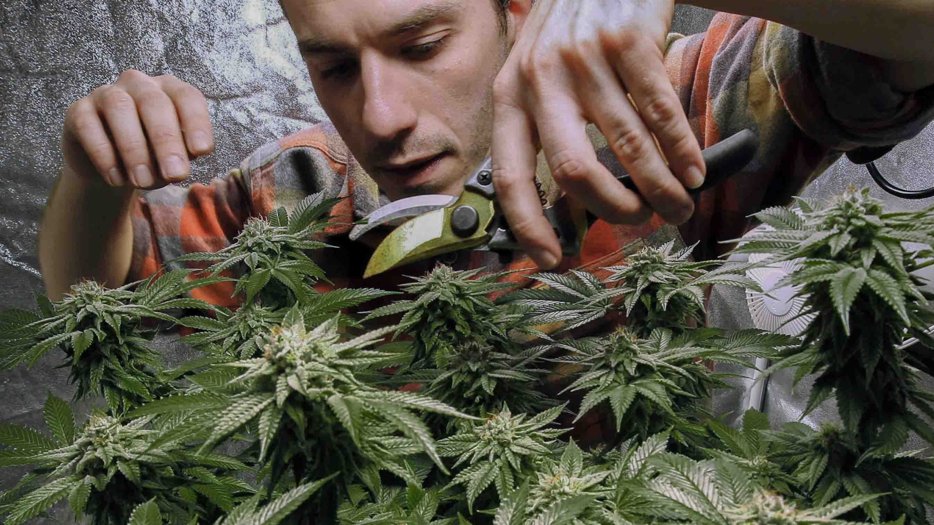James MacWilliam pflegt seine Cannabis-Pflanzen in Maine | AP
