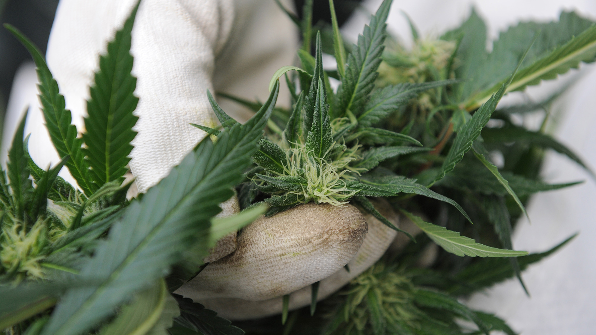Welche Folgen eine Cannabis-Legalisierung haben könnte