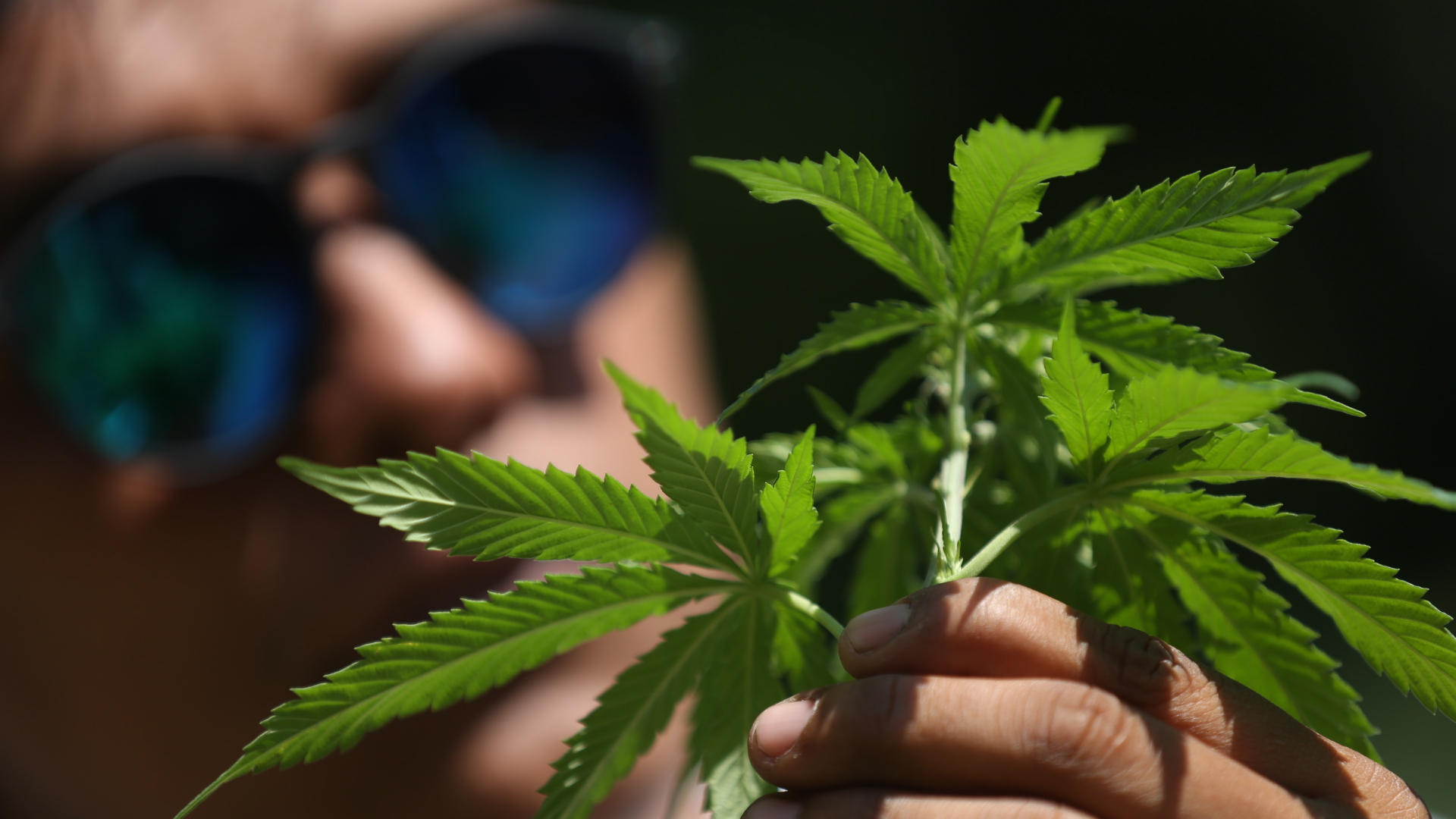 Cannabis-Pflanze | EPA