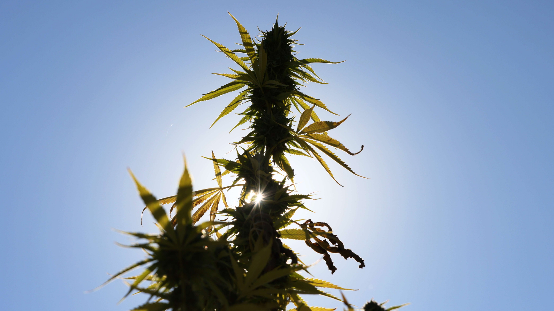 Eine Cannabis-Pflanze wächst unter freiem Himmel in den USA | AFP