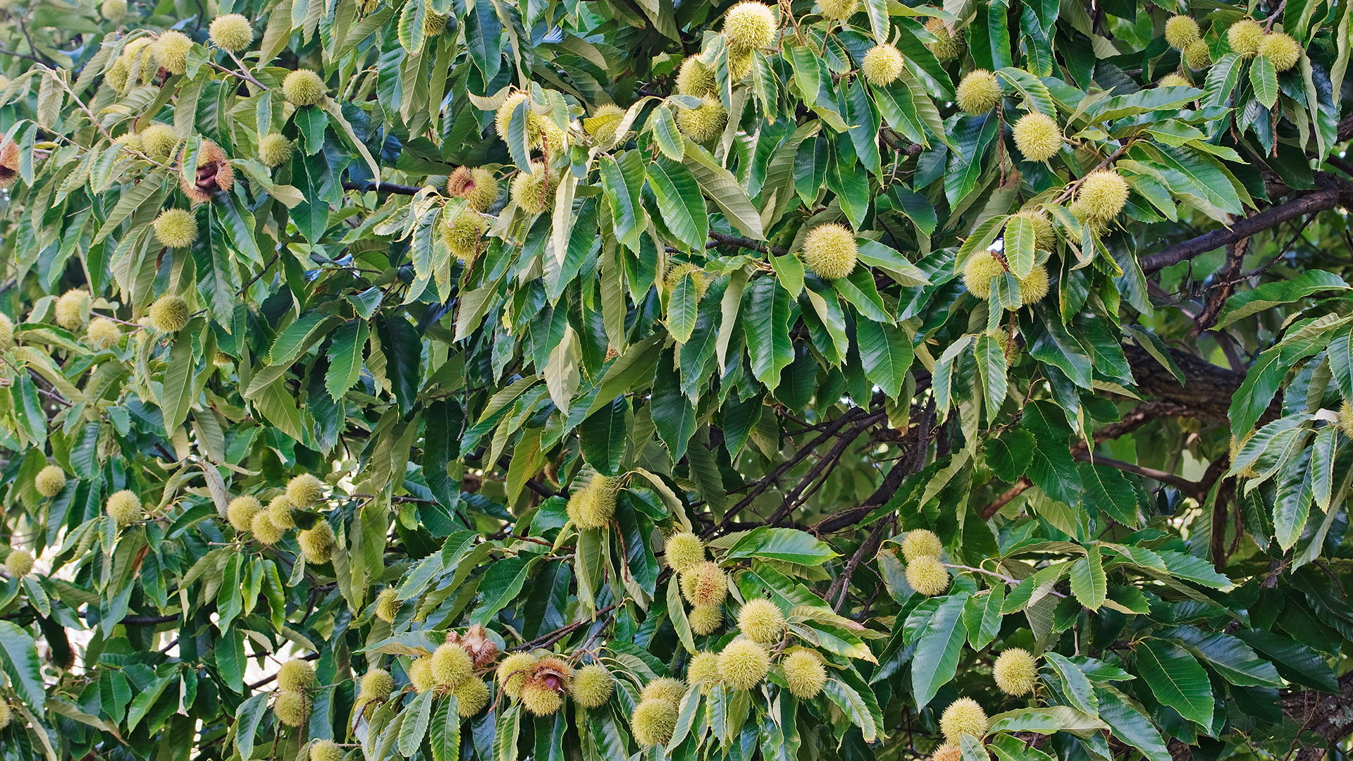 Castanea dentata - Amerikanische Esskastanie: Baum mit Früchten