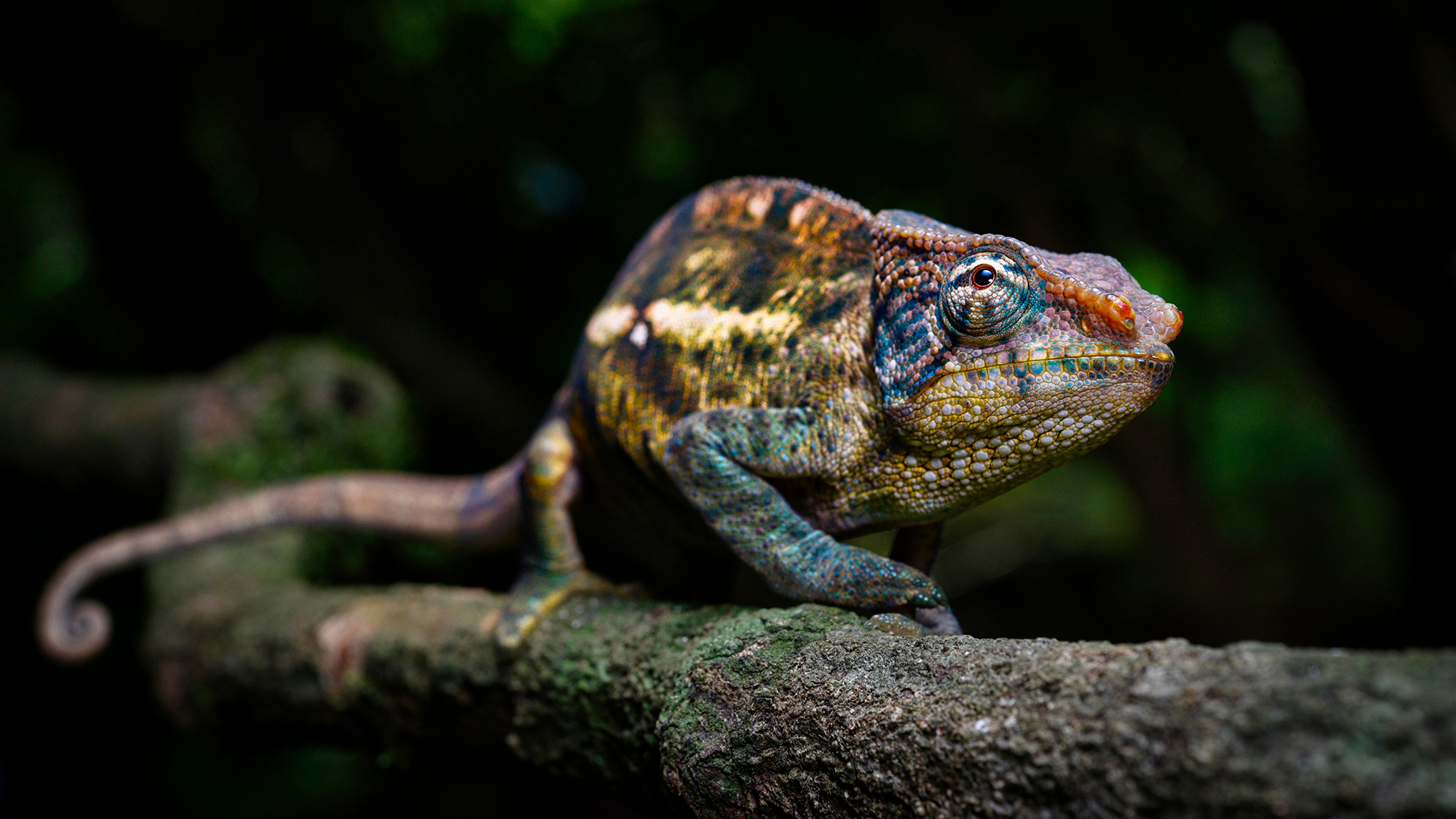 Ein männliches Chamäleon der Gattung (Calumma ambreense) in den Regenwäldern des Amber Mountain im Norden Madagaskars. | picture alliance / imageBROKER