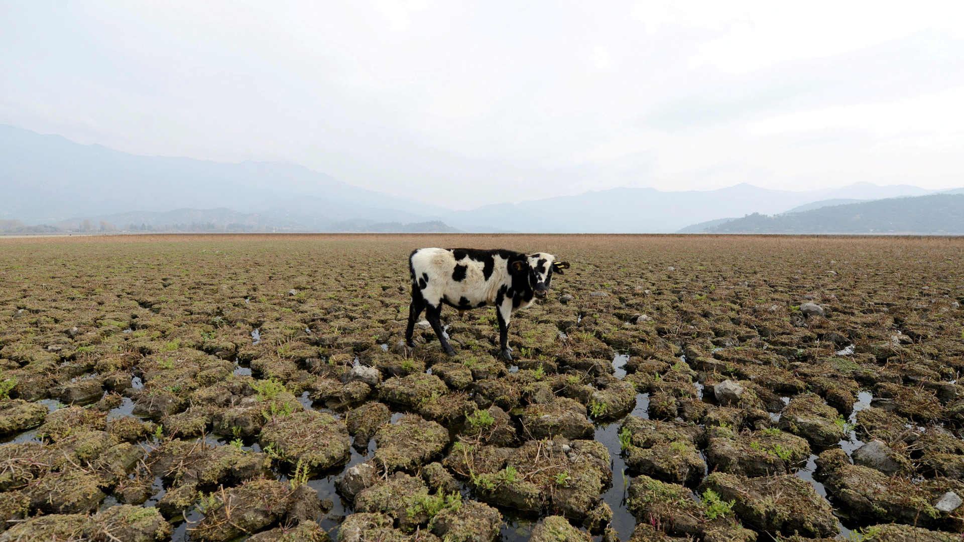 Eine Kuh steht auf einer Weide. | REUTERS
