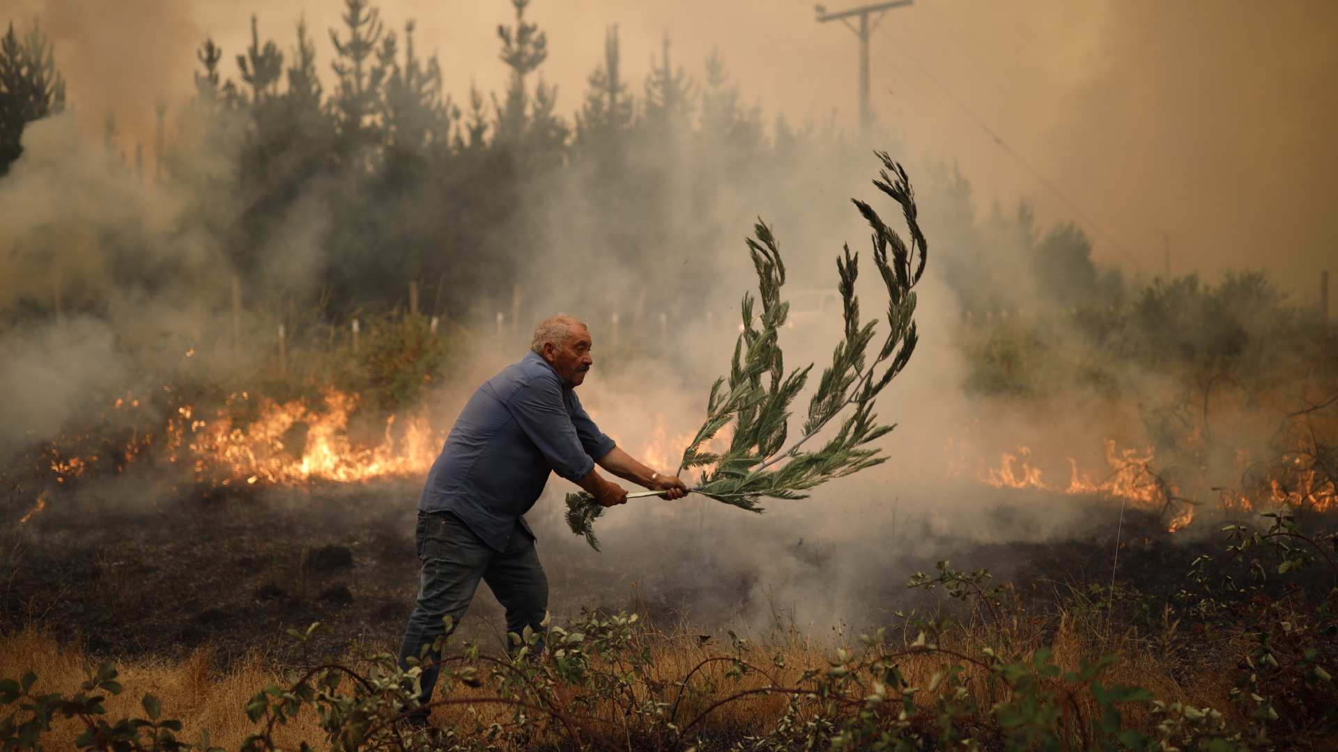 Waldbrände in Chile: Eine selbstgemachte Katastrophe