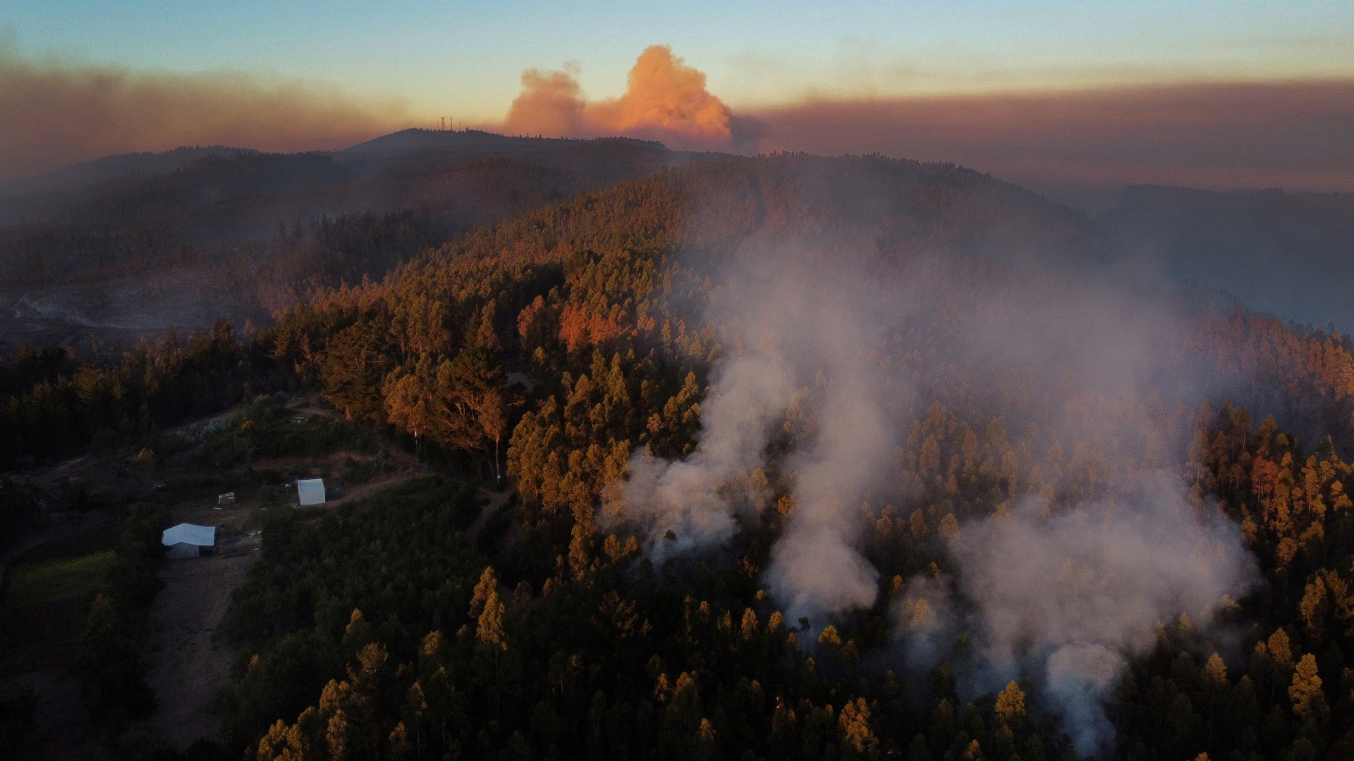 Rauch steht über einem Waldgebiet aus Pinien und Eukalyptus-Bäumen bei Tome (Chile)  | REUTERS