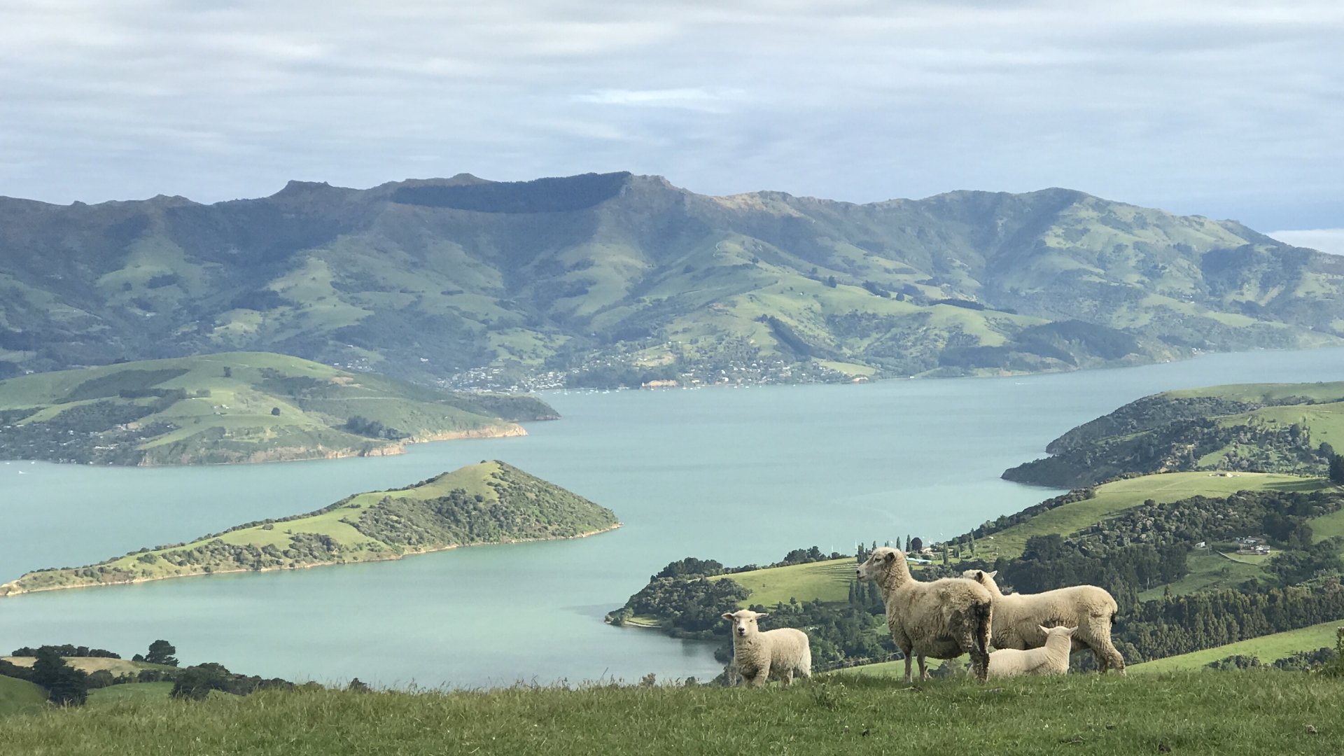 Blick auf eine Wiese in der Nähe der Gemeinde Duvauchelle, unweit von Christchuch in Neuseeland. | dpa