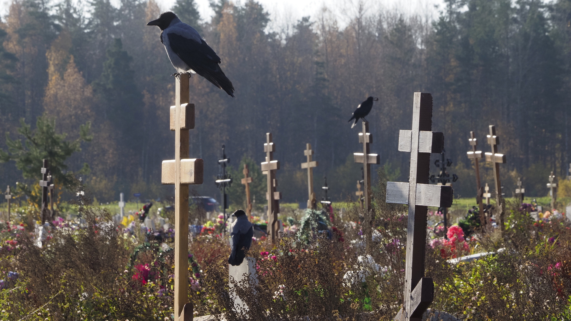 Krähen sitzen auf der Sektion eines Friedhofs in St Petersburg, die für Corona-Tote reserviert ist | AP