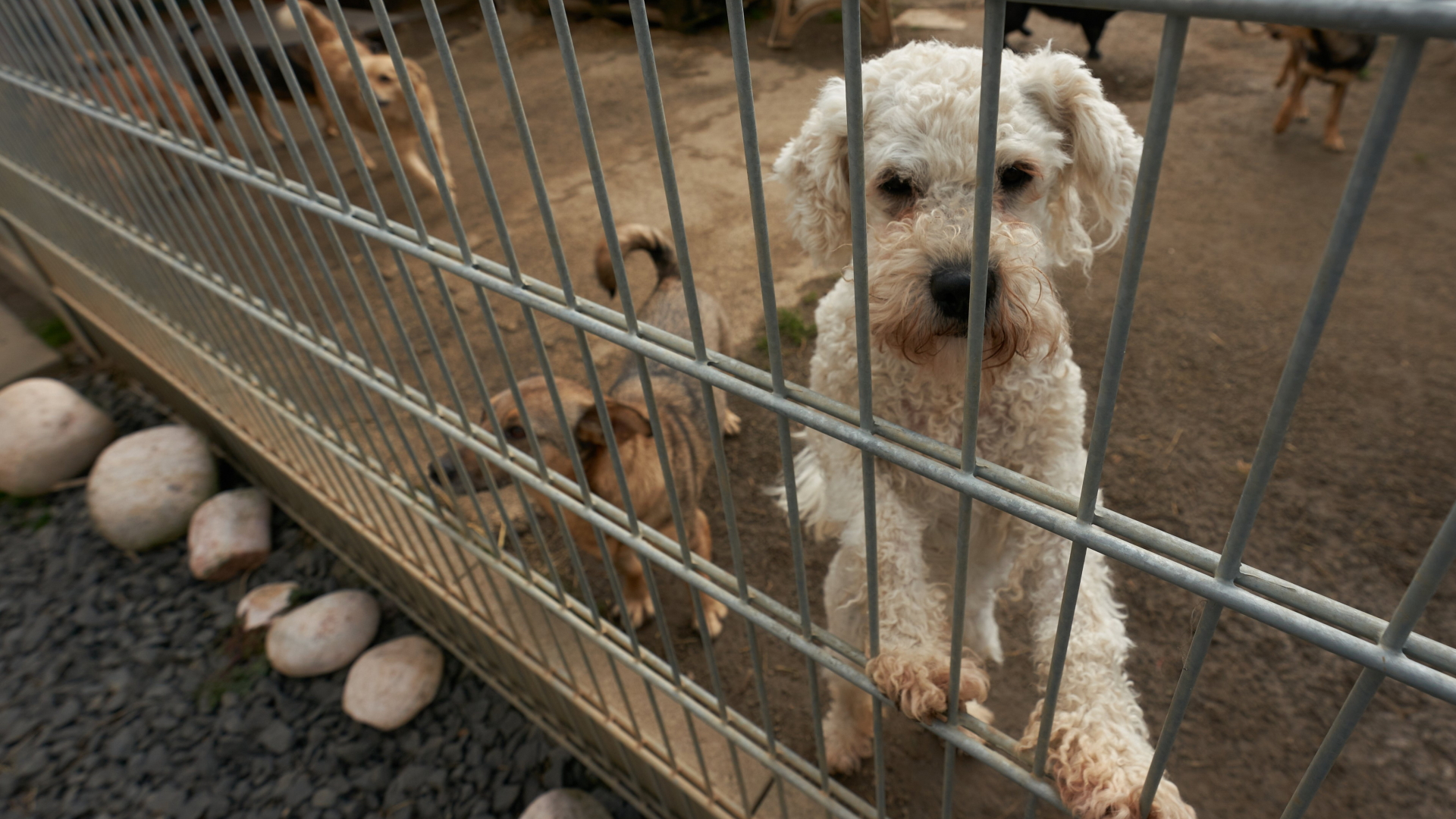 Mehrere Hunde in einem Zwinger eines Tierheims in Rheinland-Pfalz.