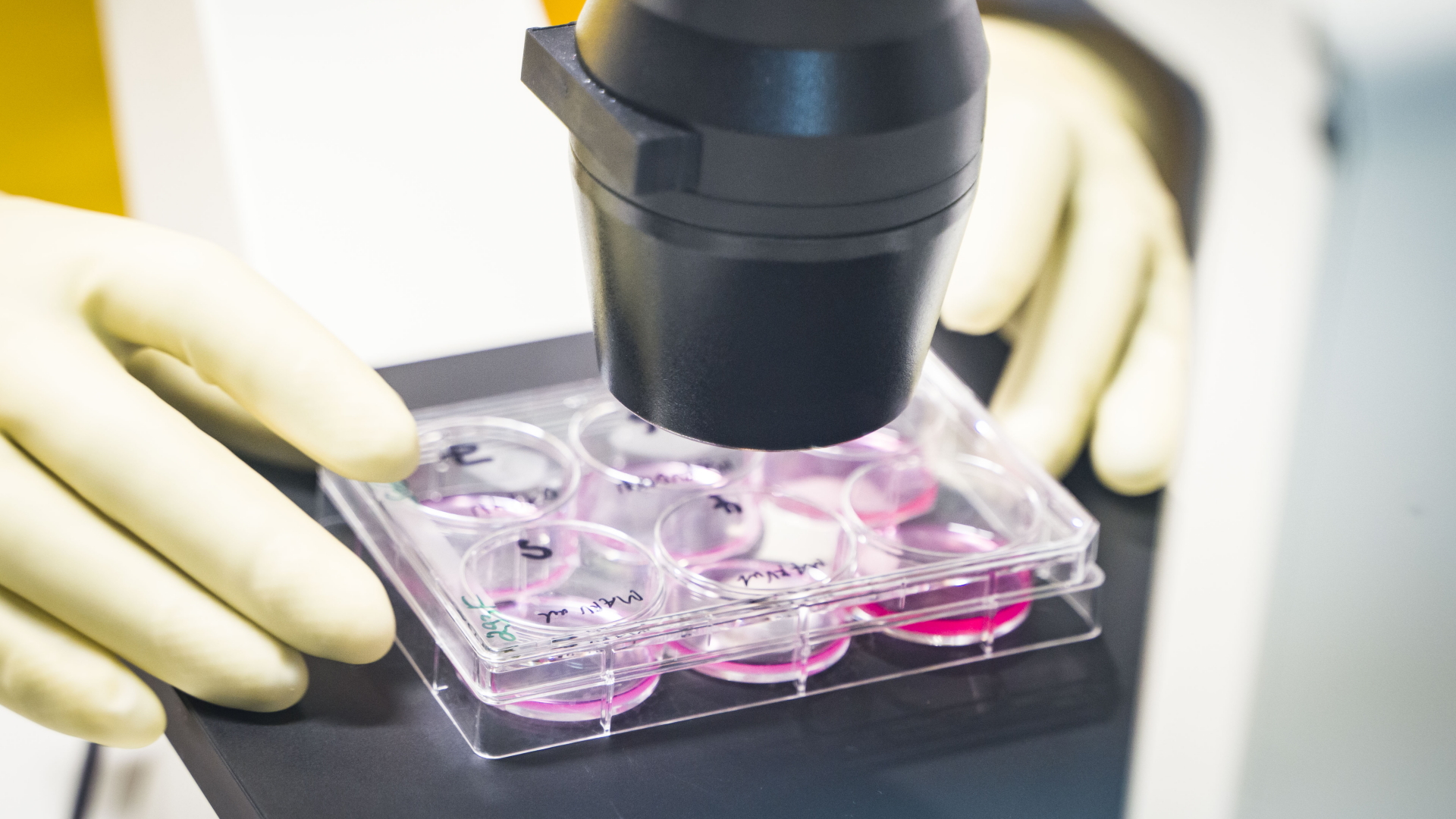 Ein Mitarbeiter arbeitet in einem Labor an Organismen im Hochsicherheitsbereich des Instituts für Virologie der Philipps-Universität Marburg. | dpa