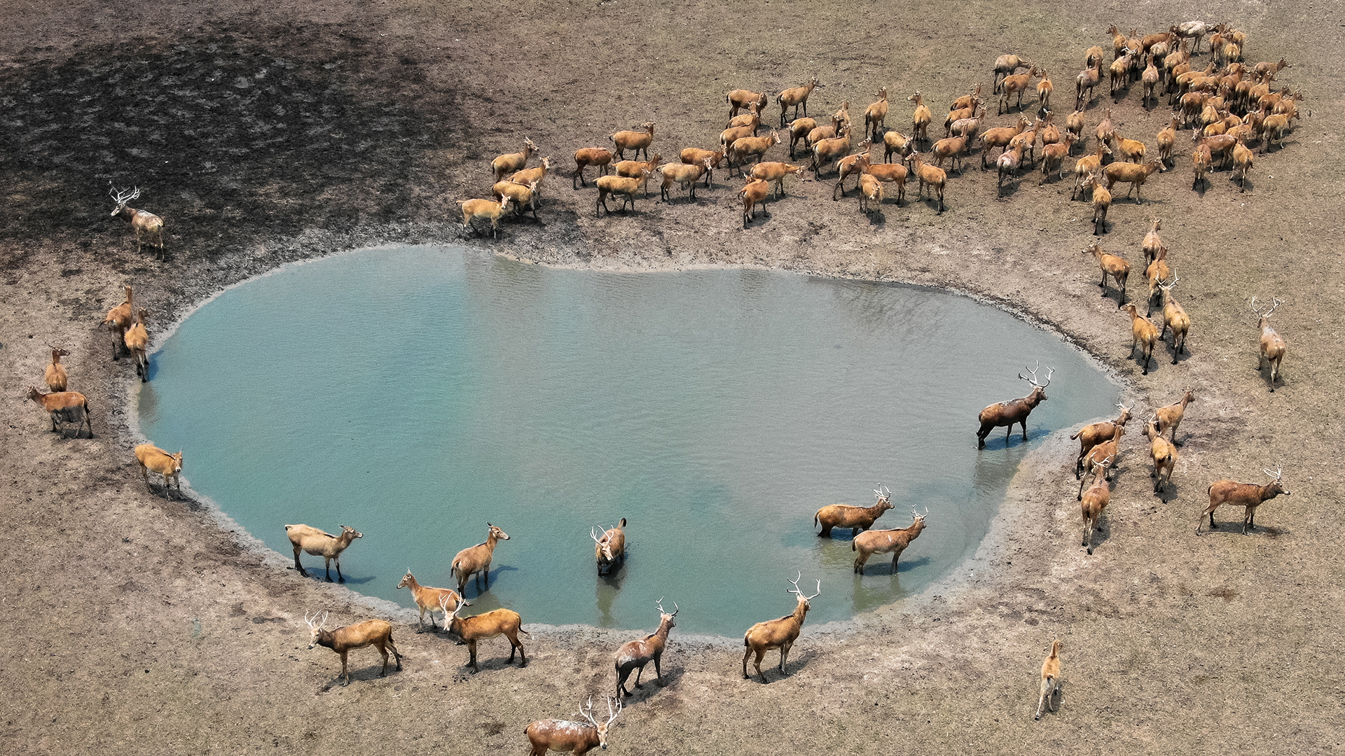 Eine Herde Davidshirsche, auch als Milu bezeichnet, stehen an einem Wasserloch im Dafeng Milu Nationalen Naturschutzgebiet in China. | picture alliance/dpa/XinHua