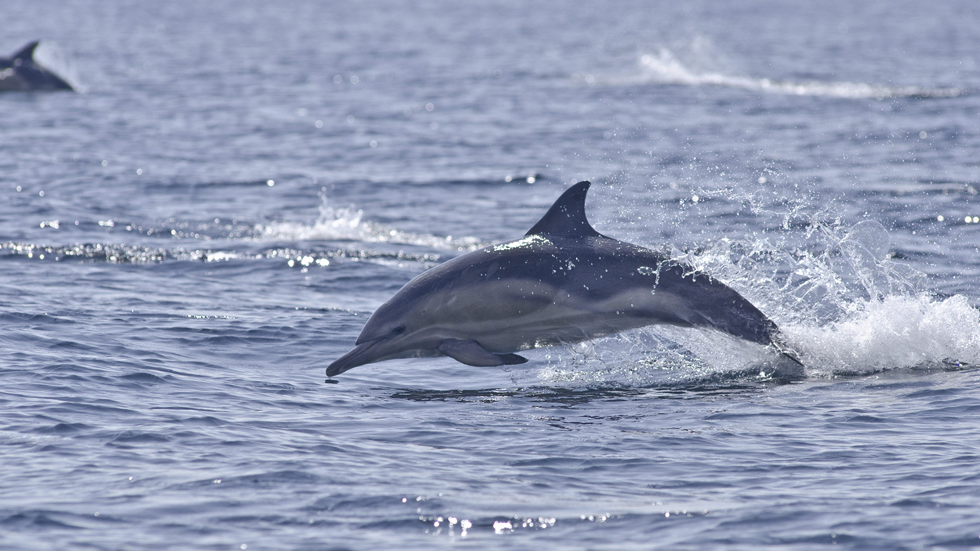 Ein Delfin taucht aus dem Meer auf. | picture alliance / Mark Harding/
