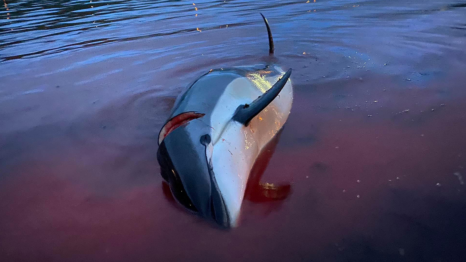 Toter Delfin mit blutender Wunde an einem Strand auf den Färöer-Inseln | AP