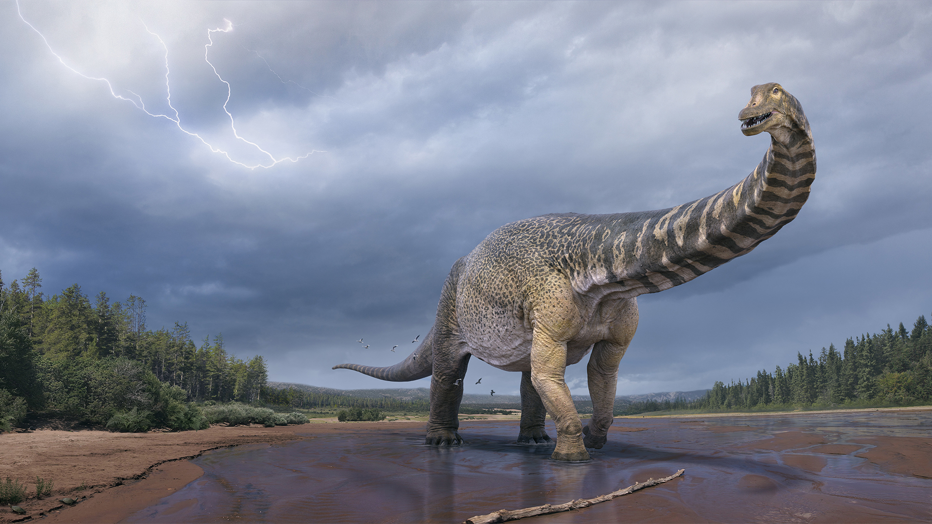 Eine künstlerische Darstellung zeigt den Dinosaurier Australotitan cooperensis, oder den Südtitan.  | dpa