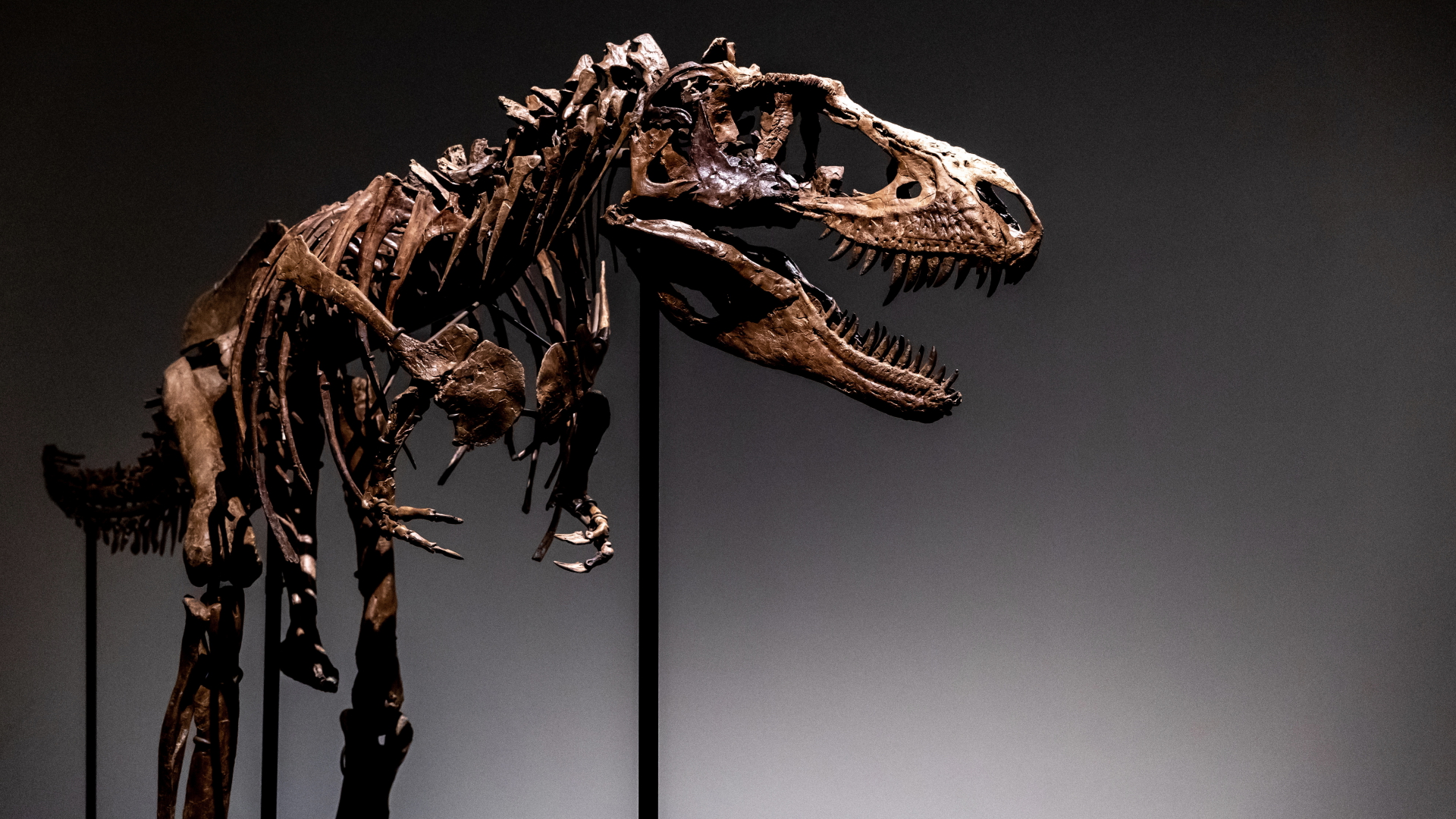Das Skelett eines Gorgosaurus | dpa