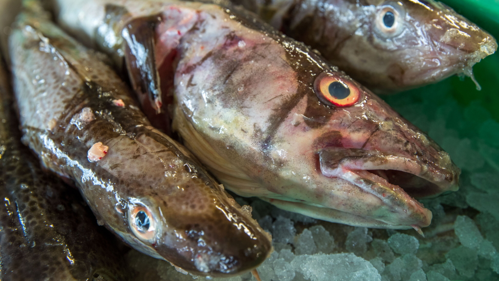 Frisch gefangene Dorsche liegen in der Fischereigenossenschaft Wismar, Mecklenburg-Vorpommern, auf Eis. | Bildquelle: dpa