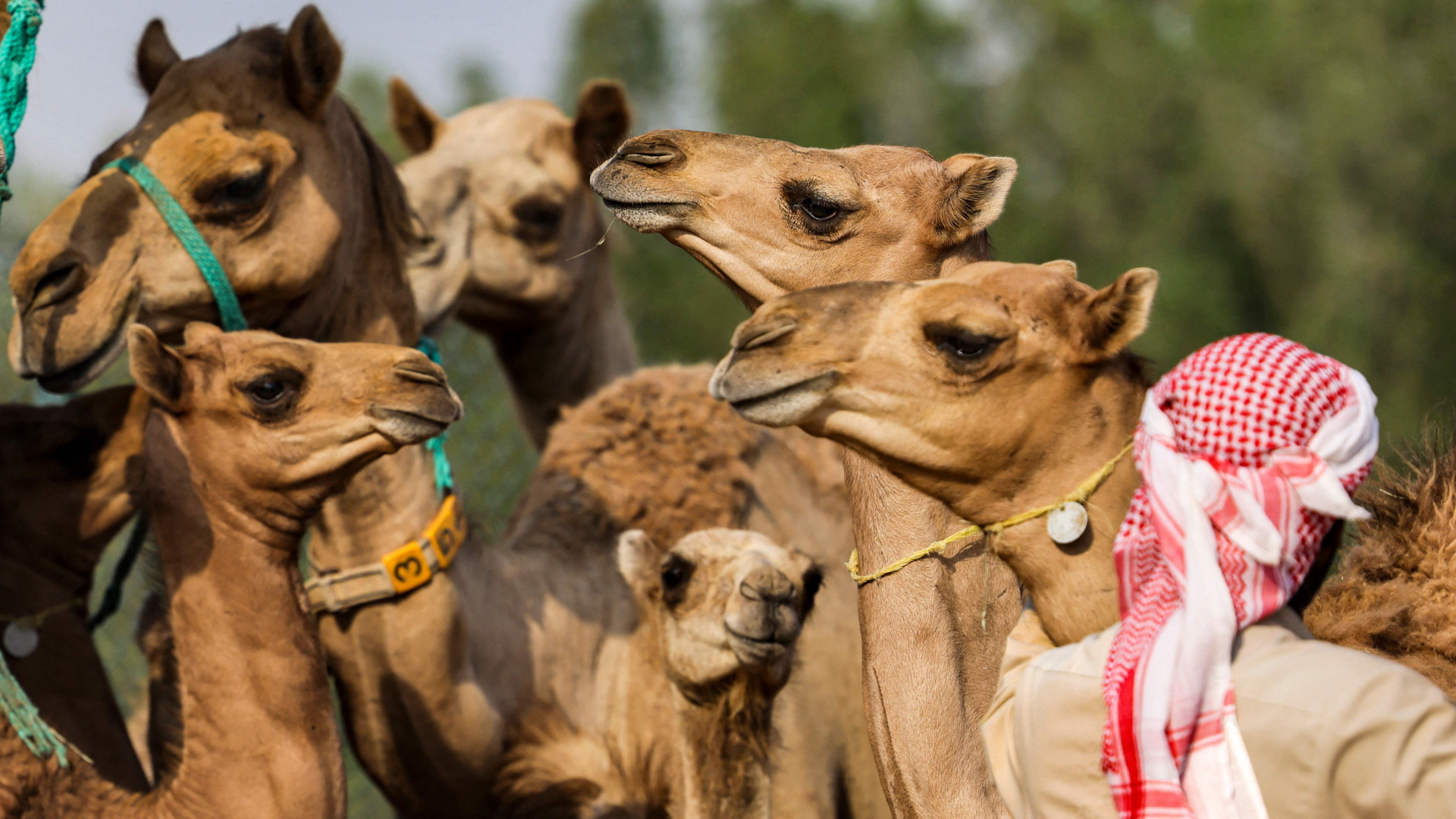 Eine Herde junger geklonter Kamele im "Reproduktiven Technologiezentrum" in Dubai. | AFP