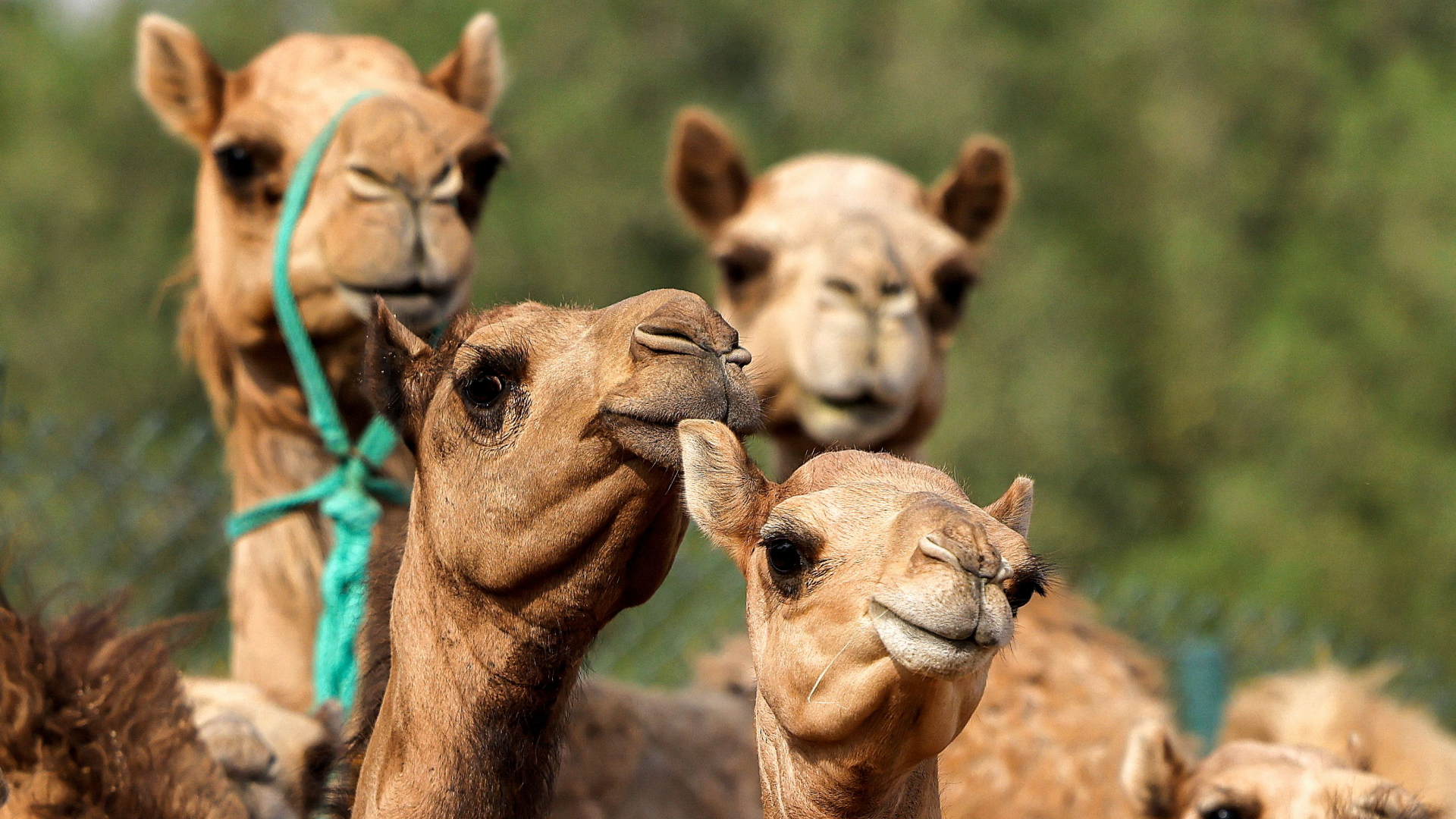 Eine Herde junger geklonter Kamele im "Reproduktiven Technologiezentrum" in Dubai. | AFP