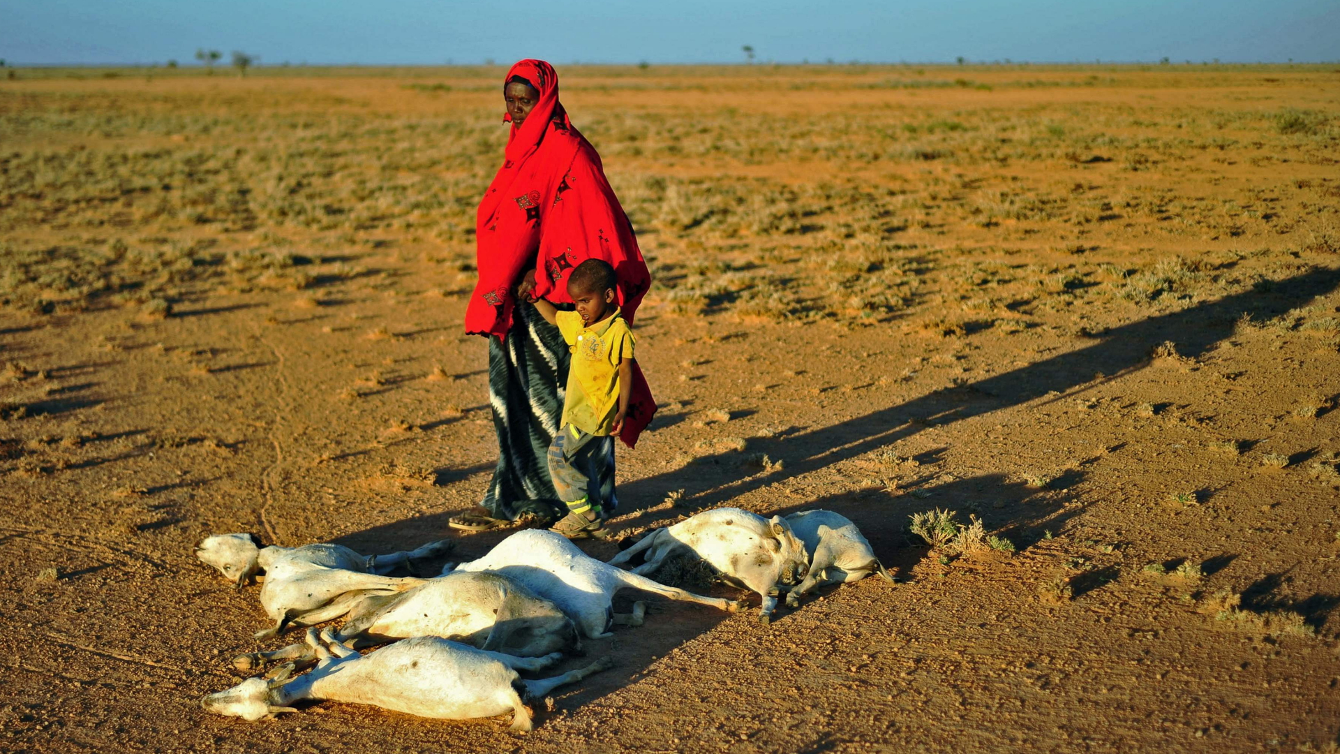 Eine Frau und ein Kind gehen in Somalia an verhungerten Tieren vorbei