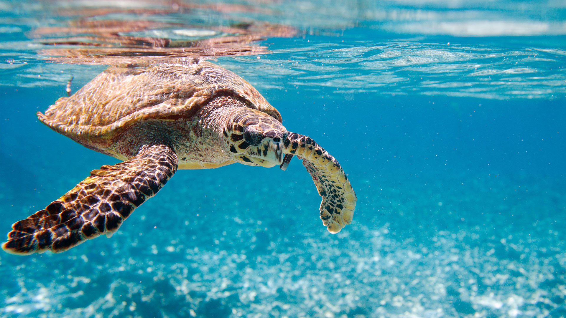 Eine Echte Karettschildkröte schwimmt im Indischen Ozean.