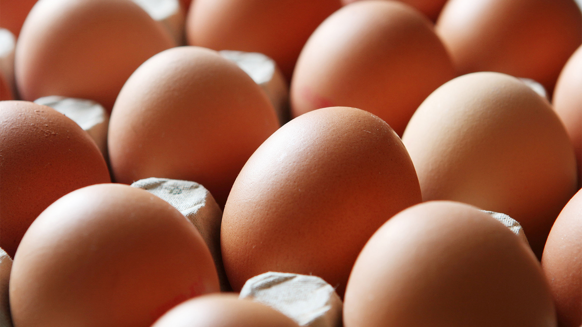 Eier liegen in einem Eierkarton | dpa