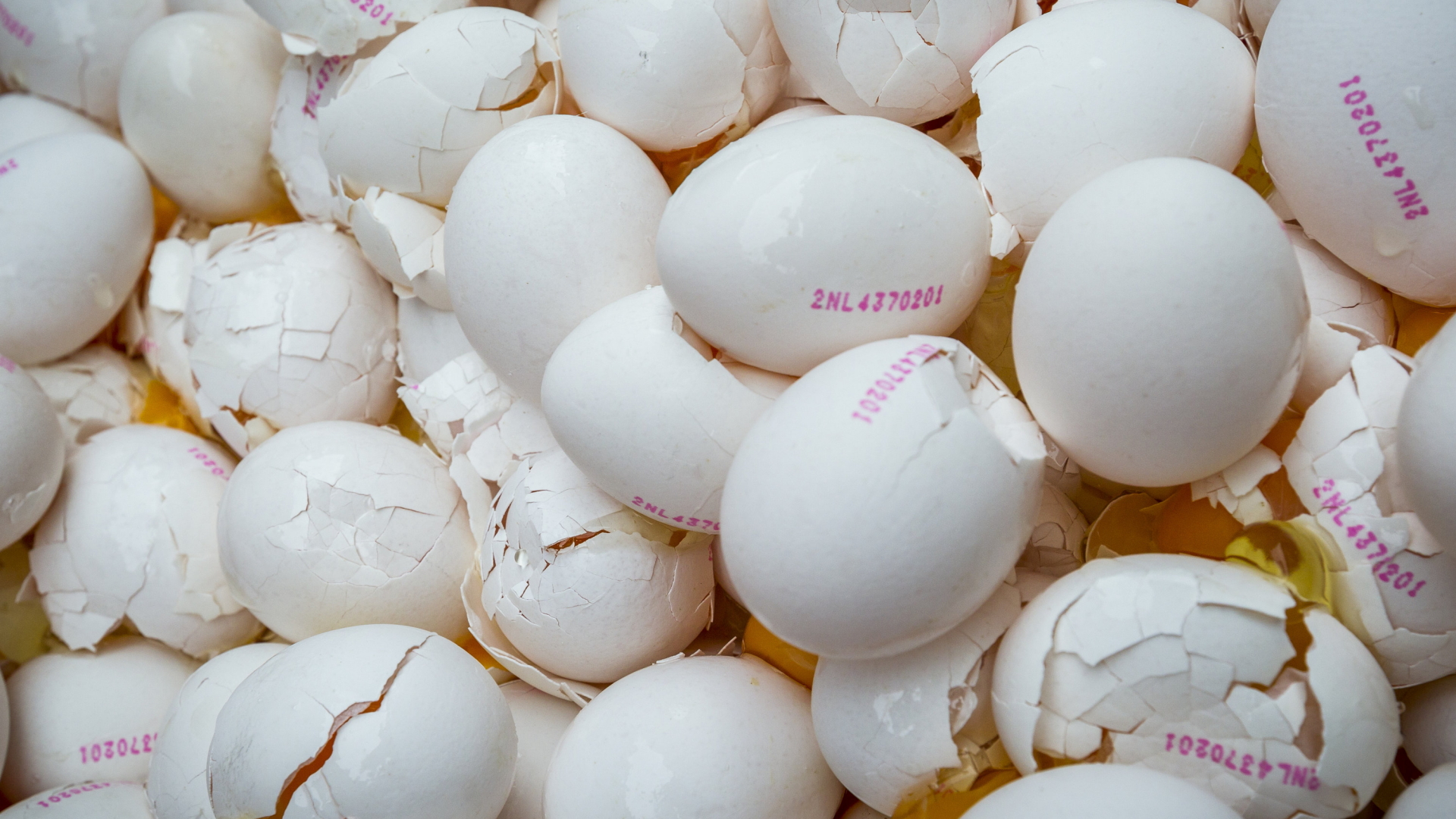 Im Auftrag der niederländischen Umweltbehörde zerstörte Eier, die mit dem Insektizid Fipronil verseucht waren.