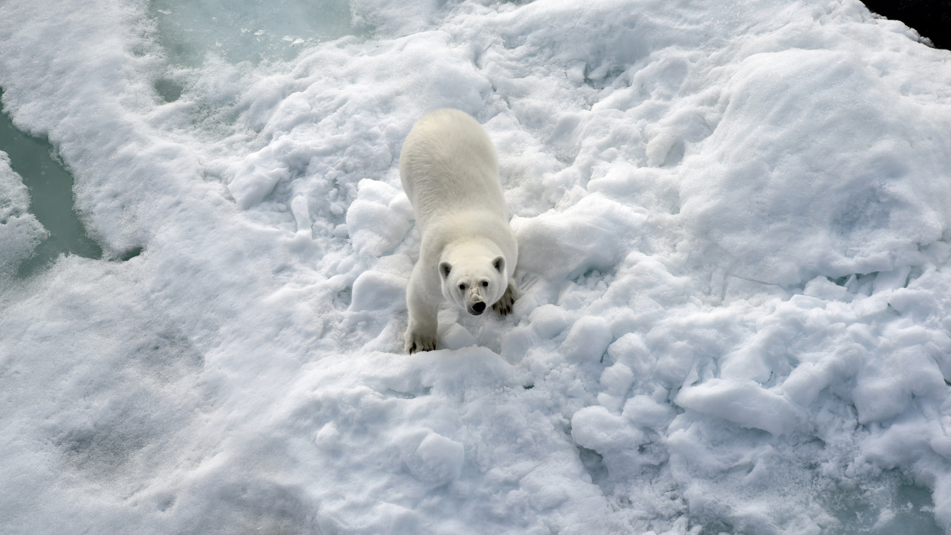 Ein Eisbär steht im Nordpolarmeer auf eine Eisscholle. | dpa