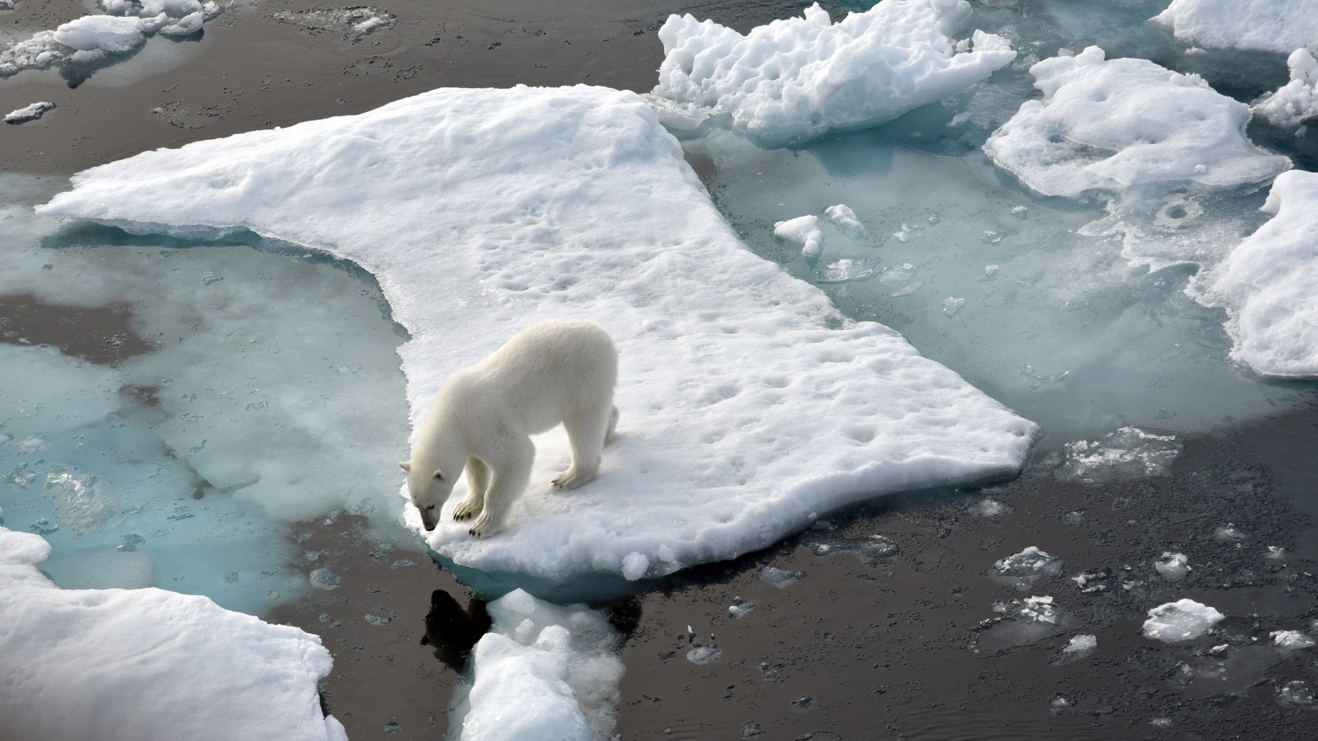 Ein Eisbär steht im Nordpolarmeer auf einer Eisscholle | dpa