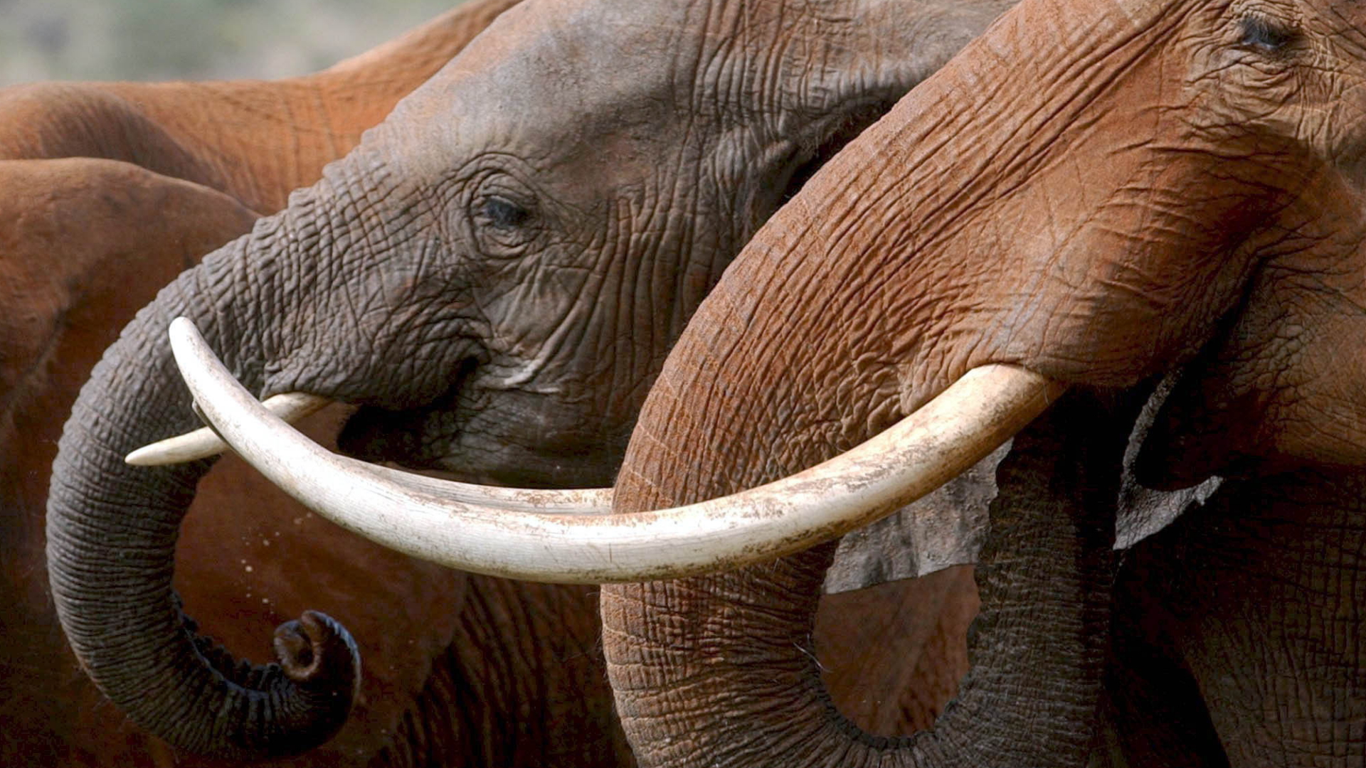 Elefanten im Tsavo-Nationalpark in Kenia | dpa