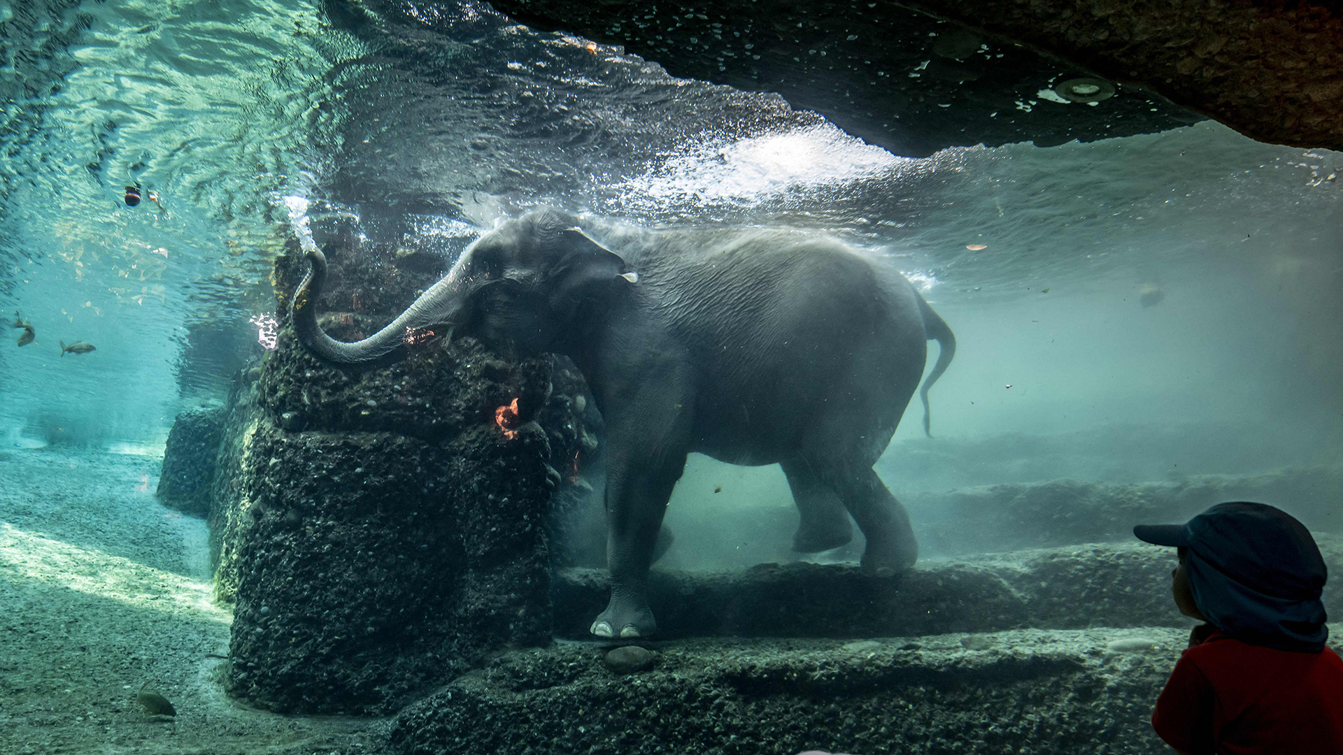 Der Asiatische Elefant (Elephas maximus) Farha beim Baden im Elefantenpark Kaeng Krachan im Zoo Zürich (Schweiz). | AFP