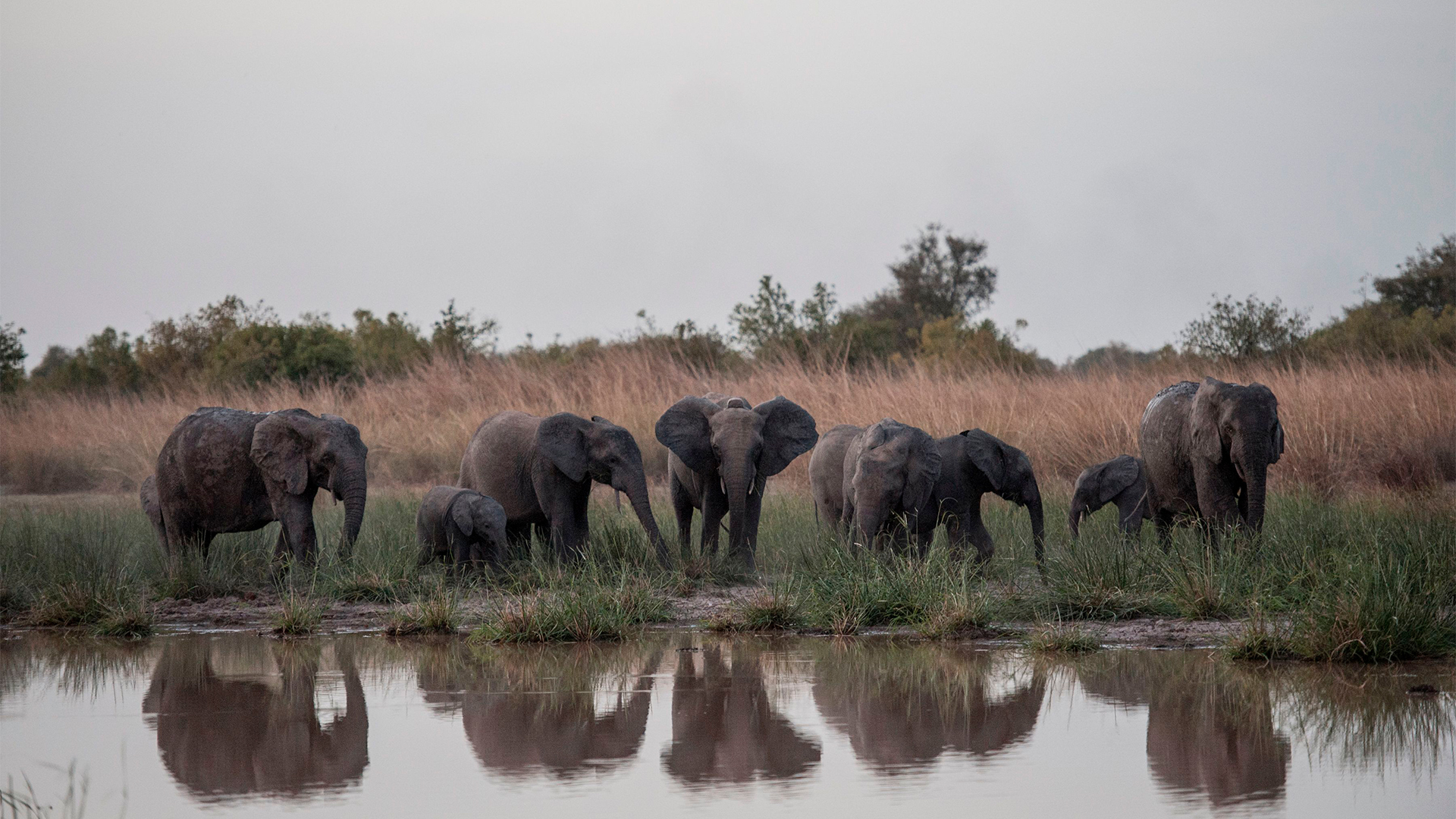 Elefantenherde in Westafrika | AFP