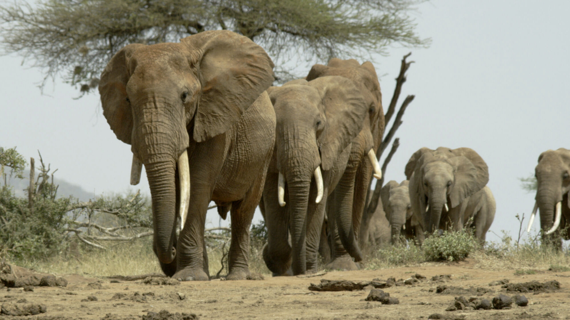 Elefanten laufen durch die Savanne | AP