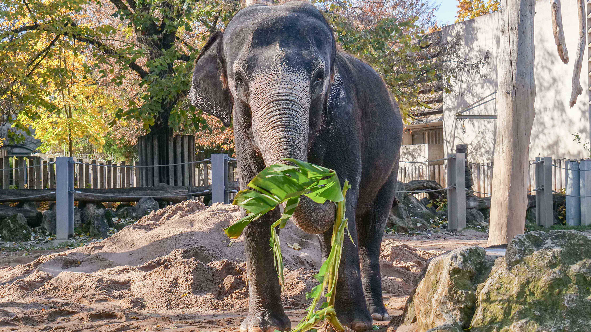 Elefanten in einem Zoo-Gehege | H.Knitter