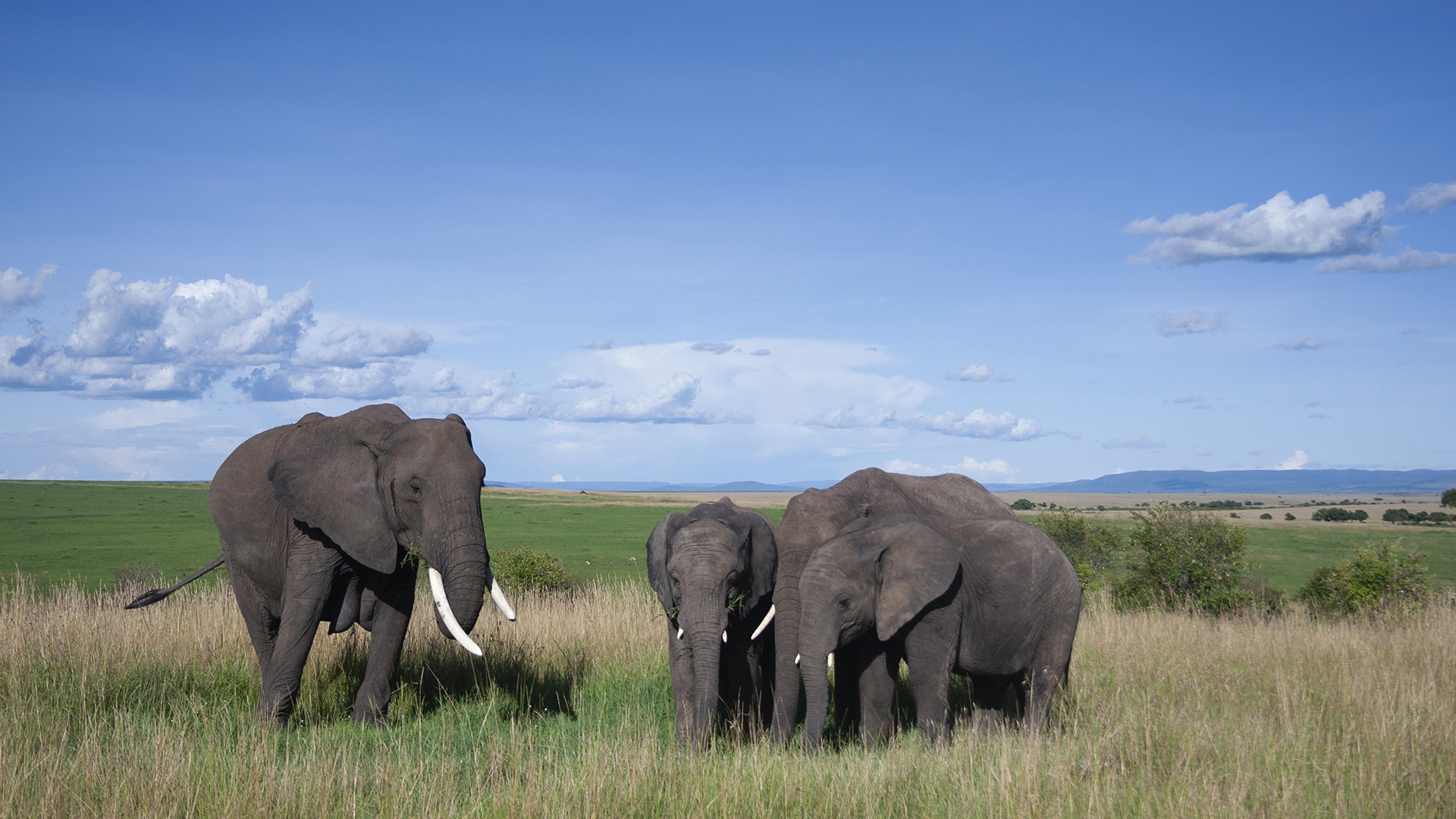Eine Elefantenherde steht in der Savanne in Kenia. | picture alliance / blickwinkel/A
