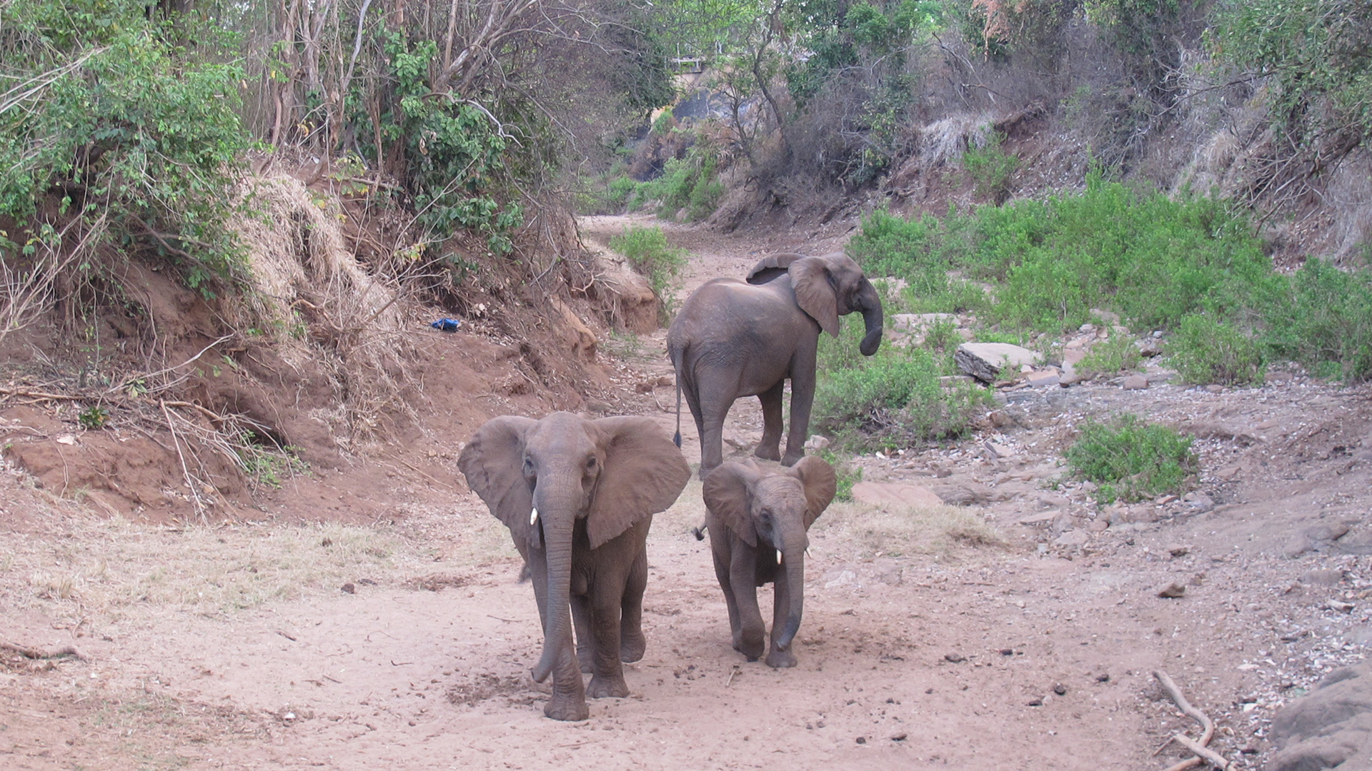 Elefanten im Selous-Nationalpark in Tansania | Staude/WDR