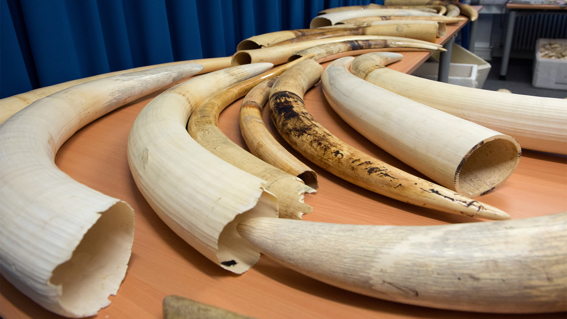 Sichergestellte ElefantenstoÃßzähne liegen bei einem Pressegespräch des Zollfahndungsamtes Berlin-Brandenburg auf einem Tisch | dpa
