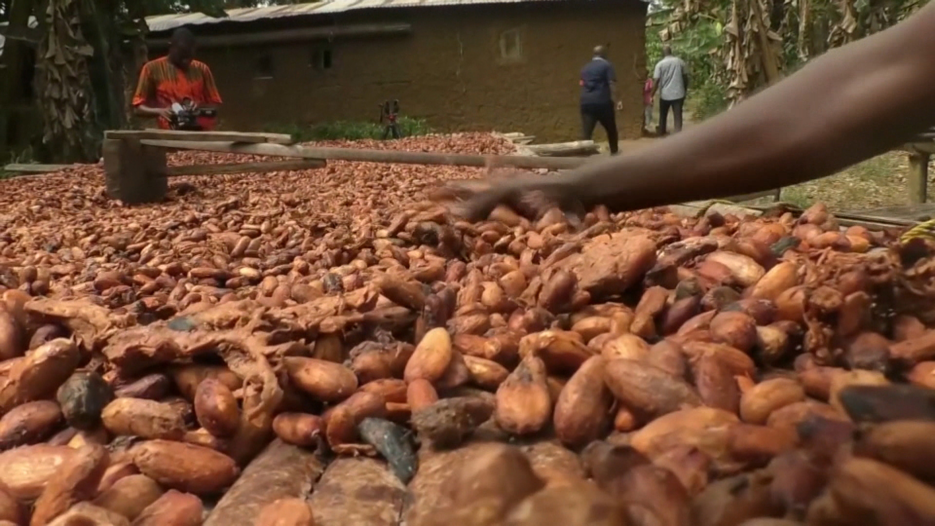 Kakaobohnen | Reuters